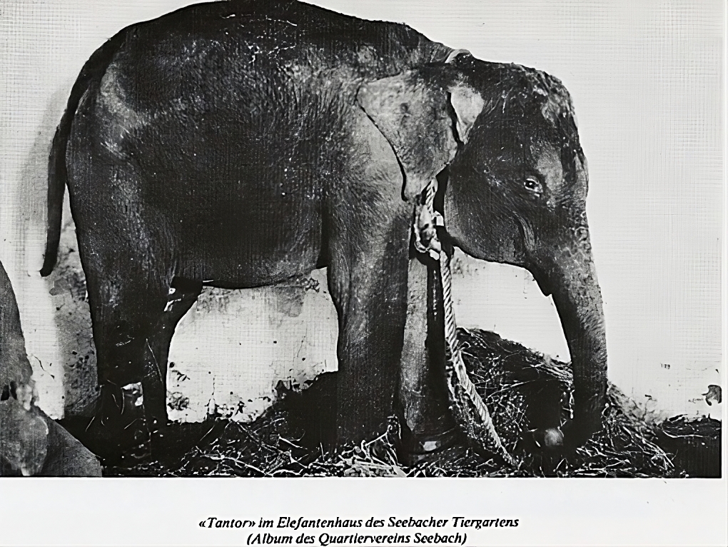 der Elefant Tantor