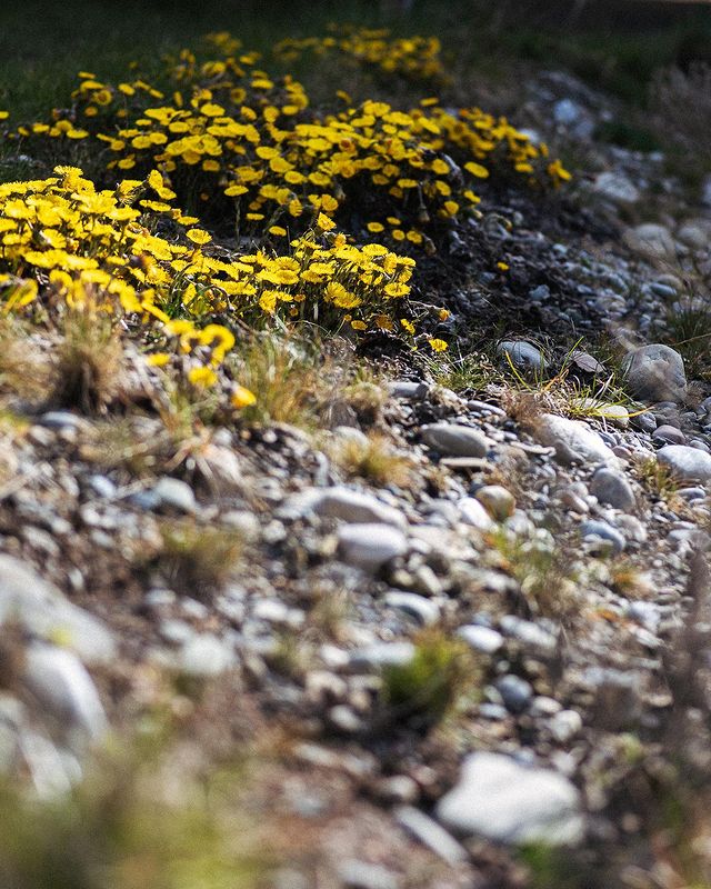 Steine mit gelb blühenden Blumen