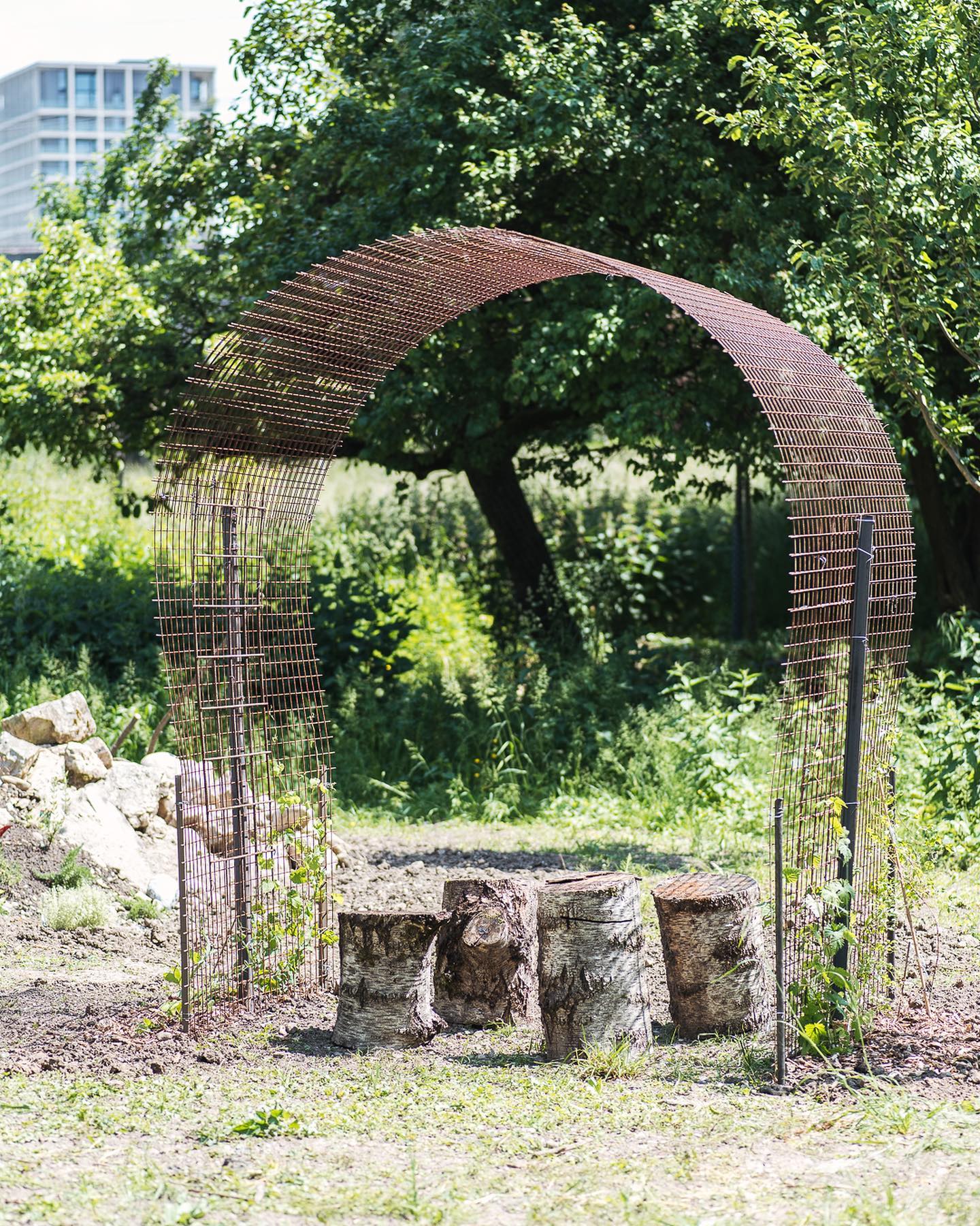 Am Montag haben wir sehr spontan einen Bogen aus drei Gittern gebaut, die wir hier noch rumstehen haben. Letztes Jahr wurden sie gebraucht, als die Stadtgeissen zu Besuch waren. Damit wurden die Bäume und Sträucher geschützt. Nun brauchen wir sie dafür nicht mehr, was also damit tun? 
.
Gar nicht so schlecht geworden oder? 
.
Bepflanzt haben wir mit Aromahopfen, Duftwicke, Klematis und einem Kürbis. Mal schauen, wie das wird. 
.
Die Baumstämme lagen auch schon fertig rum, prima Hocker also :)
.
#nachbarschaftsgarten #urbangardening #garten #gemeinschaftsgarten #zürichcity #seebach #urbanesgärtnern #städtischergarten #nachhaltigegärten #kletterpflanze #diygarden