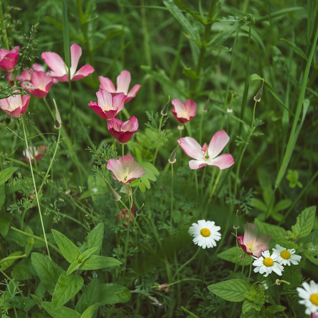Gartenimpressionen aus dem Junigarten vor dem Gewitter. Der Karminmohn blüht nun schön seit einer gefühlten Ewigkeit vor sich hin :). Nun blühen auch die ersten Glockenblumen und der Natternkopf, recht spät hier, eine Strasse weiter blühen die beide schon seit knapp zwei Wochen. Die Lila Erbsen haben die ersten Schoten dran und auch auf den Hügelbeeten geht es nun langsam vorwärts. Auch die Felsenbirnen werden so langsam reif.
.
#garten #gemeinschaftsgarten #zürichcity #seebach #urbanesgärtnern #städtischergarten #nachhaltigegärten #stadtgarten #goldmohn #karminkönig #kalifornischermohn #gartenimpressionen