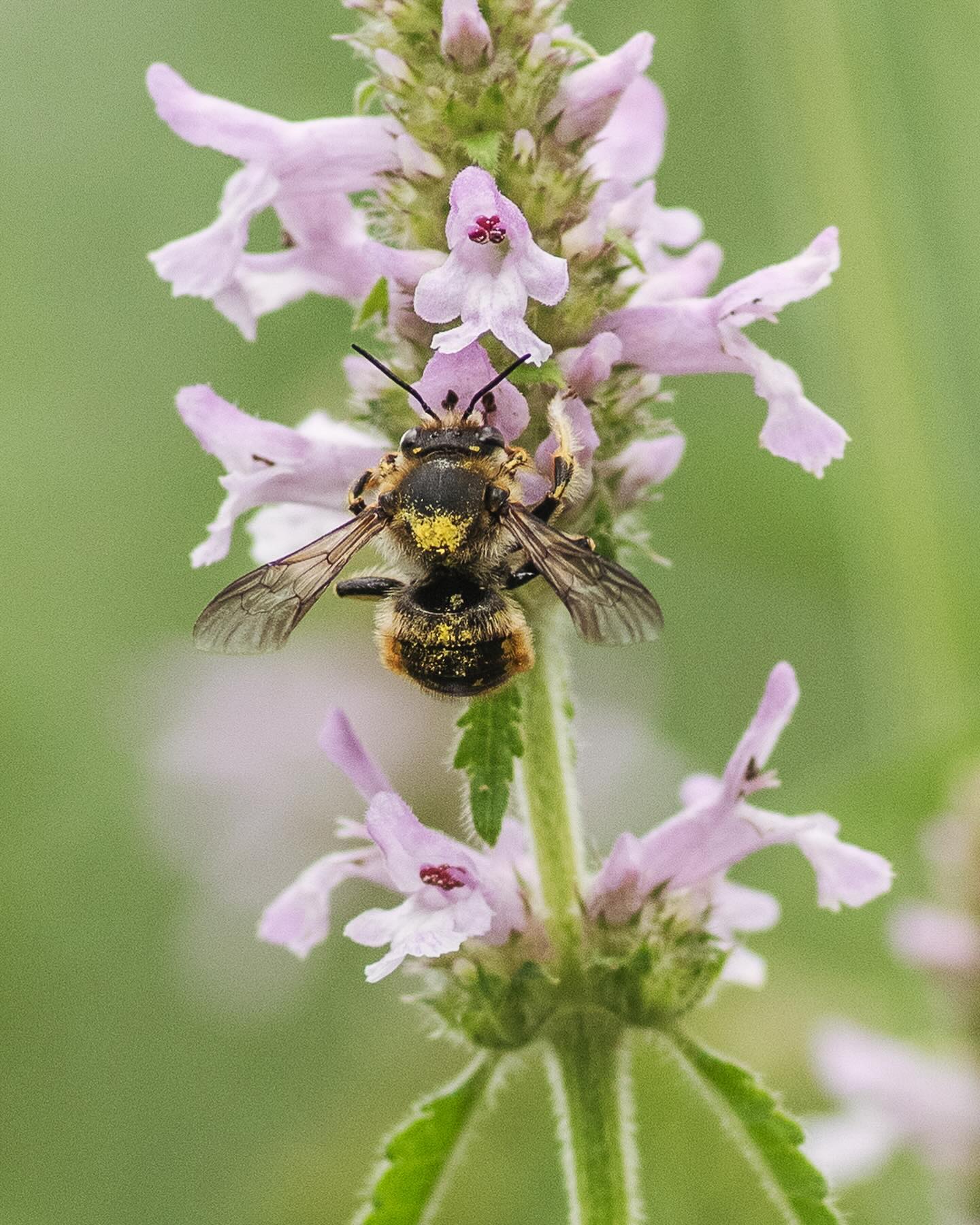Insekten im Garten. 
.
1. Grosse Wollbiene
2. Grosse Wollbiene
3. Rothalsbock
4. Grosse Lehmwespe
5. Gemeine Breitstirnblasenkopffliege
6. Rote Weichwanze
7. Grosses Ochsenauge
8. Kleiner Kohlweissling
9. Roter Weichkäfer
10. Honigbiene
.
#garten #gemeinschaftsgarten #zürichcity #seebach #urbanesgärtnern #städtischergarten #nachhaltigegärten #stadtgarten #stadtinsekten #insektenimgarten #wildbiene #wildbienen #stadtwildtiere #stadtwildbiene #wollbiene