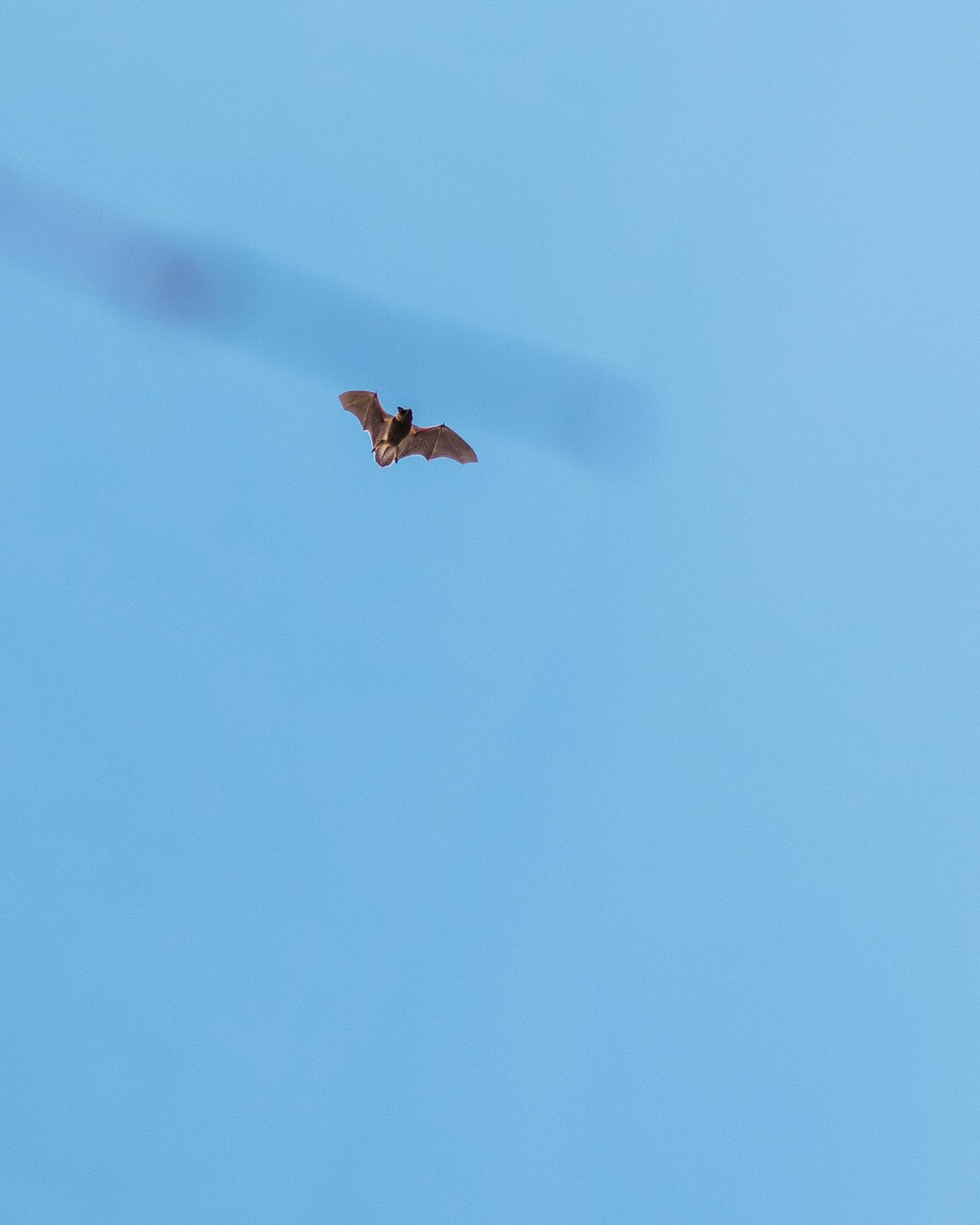 Heute war ich auf Fotopirsch und habe doch einige kleinere und grössere Wildtiere auf dem Gartenareal entdeckt! 
.
Vielleicht kann jemand bei den Wasserschnecken helfen? Was sind das genau? Sie leben in einem kleinen übrig gebliebenen Tümpel/Teich der Schrebergärten, welche hier früher waren. 
.
Die Fledermaus ist heute Nachmittag wie wild umher geflogen. Normalerweise sehen wir sie eigentlich nur in der Dämmerung. 
.
#nachbarschaftsgarten #urbangardening #garten #gemeinschaftsgarten #zürichcity #seebach #urbanesgärtnern #städtischergarten #nachhaltigegärten #stadtwildtiere #fledermaus #fledermäuse #weinbergschnecke #kaulquappen