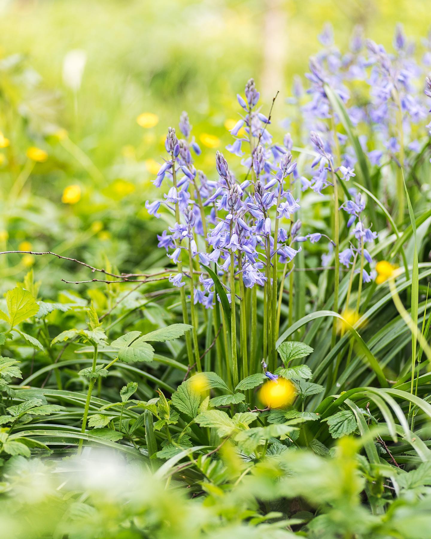 Blüten-Update? Überall im Garten blüht gerade das Spanische Hasenglöckchen! Ausserdem blüht gerade die Bach-Nelkenwurz und der Bärlauch blüht auch schon an einigen Stellen in voller Pracht. Der Zierlauch traut sich auch schon fast raus…
.
#nachbarschaftsgarten #urbangardening #garten #gemeinschaftsgarten #zürichcity #seebach #urbanesgärtnern #städtischergarten #nachhaltigegärten #wildstauden #hasenglöckchen #bärlauch #bachnelkenwurz #zierlauch