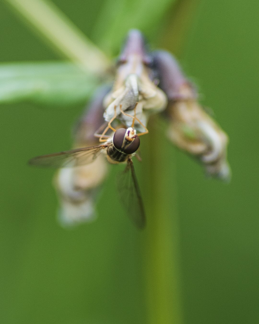 Insekten im Garten:
.
Wir merken, dass es mehr verschiedene Insektenarten im Garten gibt. Mehr verschiedene Wildbienenarten aber auch andere Insekten. Seit dem Beginn des Gartens im Jahr 2023 wird es nun Jahr für Jahr biodiverser. Das freut uns wirklich besonders! 
.
Bild 1-2: Heinschwebefliege
Bild 3-4: Laut iPhone eine Furchenbienenart
Bild 5: eine dunkle Erdhummel
Bild 6: eine Ackerhummel
Bild 7: ein Rapsweissling
Bild 8: ein winziger Goldzünzler in der Glockenblumenblühte
.
#nachbarschaftsgarten #urbangardening #garten #gemeinschaftsgarten #zürichcity #seebach #urbanesgärtnern #städtischergarten #nachhaltigegärten #imgarten #gartenfreude #naturnahergarten  #naturgartenfreude  #inmeinemgarten #naturalgarden #insektengarten #heinschwebefliege #schwebefliege #insektenfreundlich #insektenfotografie