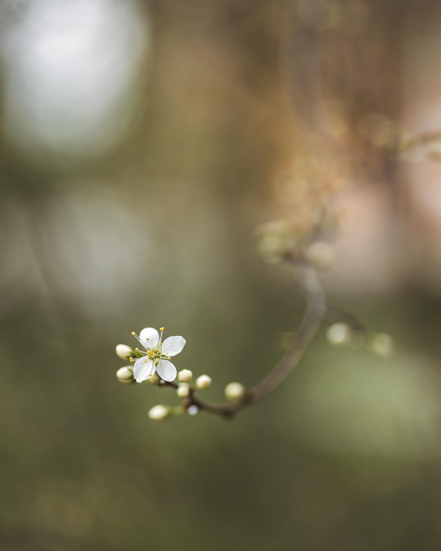 Die Blütenpracht an den Bäumen hat nun so richtig begonnen! Die Schlehe steht in fast voller Blüte und die Birne kurz davor :) Sie wird dieses Jahr das erste Mal so richtig viele Blüten haben. 
.
Bild 1: weiss nicht, was es genau ist, es steht am Bach.
Bild 2-4: die Schlehe
Bild 5-6: weiss ich, was es genau ist, es steht bei den Nachbarn und schaut zu uns rüber :)
Bild 7: Die Birne
.
#garten #gemeinschaftsgarten #zürichcity #seebach #urbanesgärtnern #städtischergarten #nachhaltigegärten #stadtgarten #blütenpracht #schlehenblüten #schlehen #märzgarten #frühlingsgarten #knospen