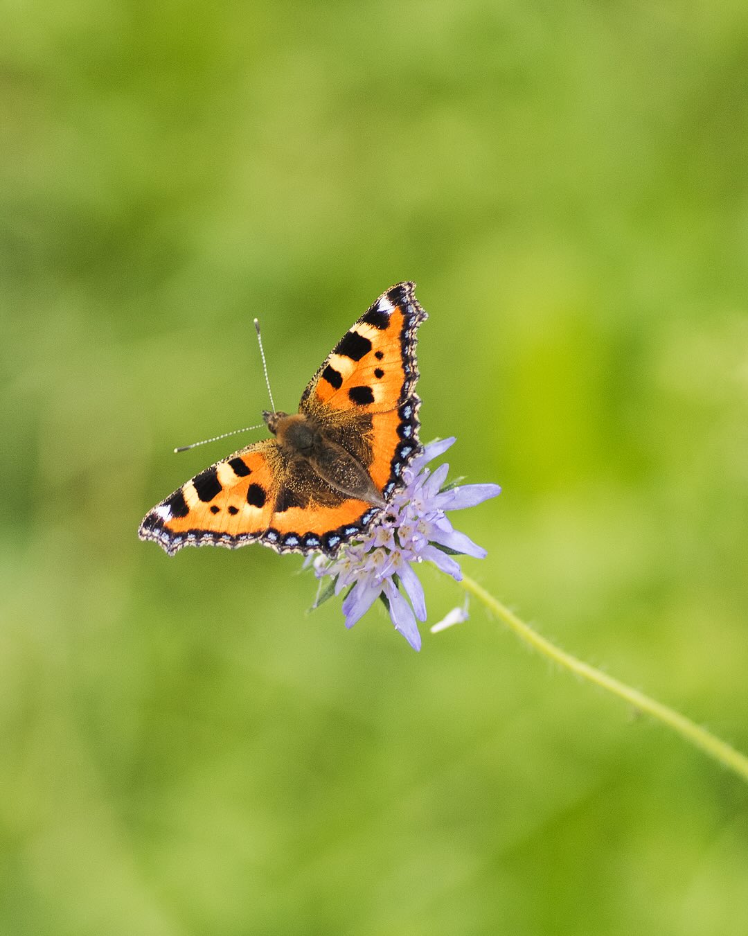 Schmetterlinge im Garten:
Die Funde von Anfang Juli (mit bisschen Verspätung)
.
Bild 1-2: Kleiner Fuchs
Bild 3: Grosses Ochsenauge (laut App)
Bild 4: Rapsweissling
Bild 5: Brauner Waldvogel (laut App)
Bild 6: Rostfarbiger Dickkopffalter
Bild 7: Zitronenfalter
.
#nachbarschaftsgarten #urbangardening #garten #gemeinschaftsgarten #zürichcity #seebach #urbanesgärtnern #städtischergarten #nachhaltigegärten #springtime #inmygardentoday #perennialgarden #imgarten #frühlingsgarten #gartenfreude #naturnahergarten  #naturgartenfreude  #inmeinemgarten #heuteimgarten #naturalgarden #kleinerfuchs #schmetterlinge #schmetterlingsgarten #stadtinsekten #stadtfauna