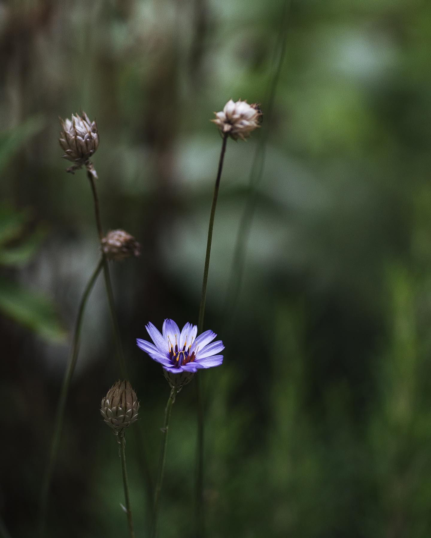 Impressionen aus dem Garten kurz vor dem grossen Regen heute morgen. 
.
Interessant, wie die Dahlie dunkler wird, je länger sie nun Blüten hat. 
.
Ausserdem blüht das grosse Ochsenauge schon seit einer gefühlten Ewigkeit immer wieder mit neuen Blüten! Sehr ergiebig die Pflanze. Und auch die Färberkamille will gar nicht mehr aufhören und wird immer beeindruckender. 
.
#nachbarschaftsgarten #urbangardening #garten #gemeinschaftsgarten #zürichcity #seebach #urbanesgärtnern #städtischergarten #nachhaltigegärten #naturgarten #gartenimpressionen #vordemregen #blumengarten #augustgarden #sommergarten #spätsommergarten