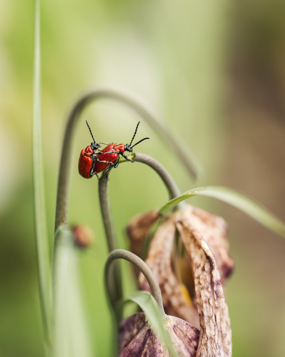 Diese Lilienhähnchen habe ich im Halbschattenbeet entdeckt. So lange es nicht zu viele werden und sie nicht überall auf den Schachbrettblumen sind, werden wir sie in Ruhe lassen. Ich habe sie nur auf der einen entdeckt. 
.
#nachbarschaftsgarten #urbangardening #garten #gemeinschaftsgarten #zürichcity #seebach #urbanesgärtnern #städtischergarten #nachhaltigegärten #naturgarten #biodiversity #gardeninspiration #naturnahergarten  #naturgartenfreude #schätzedernatur #inmeinemgarten #heuteimgarten #naturalgarden #insektenimgarten #stadtinsekten #lilienhähnchen #insektenfotografie
