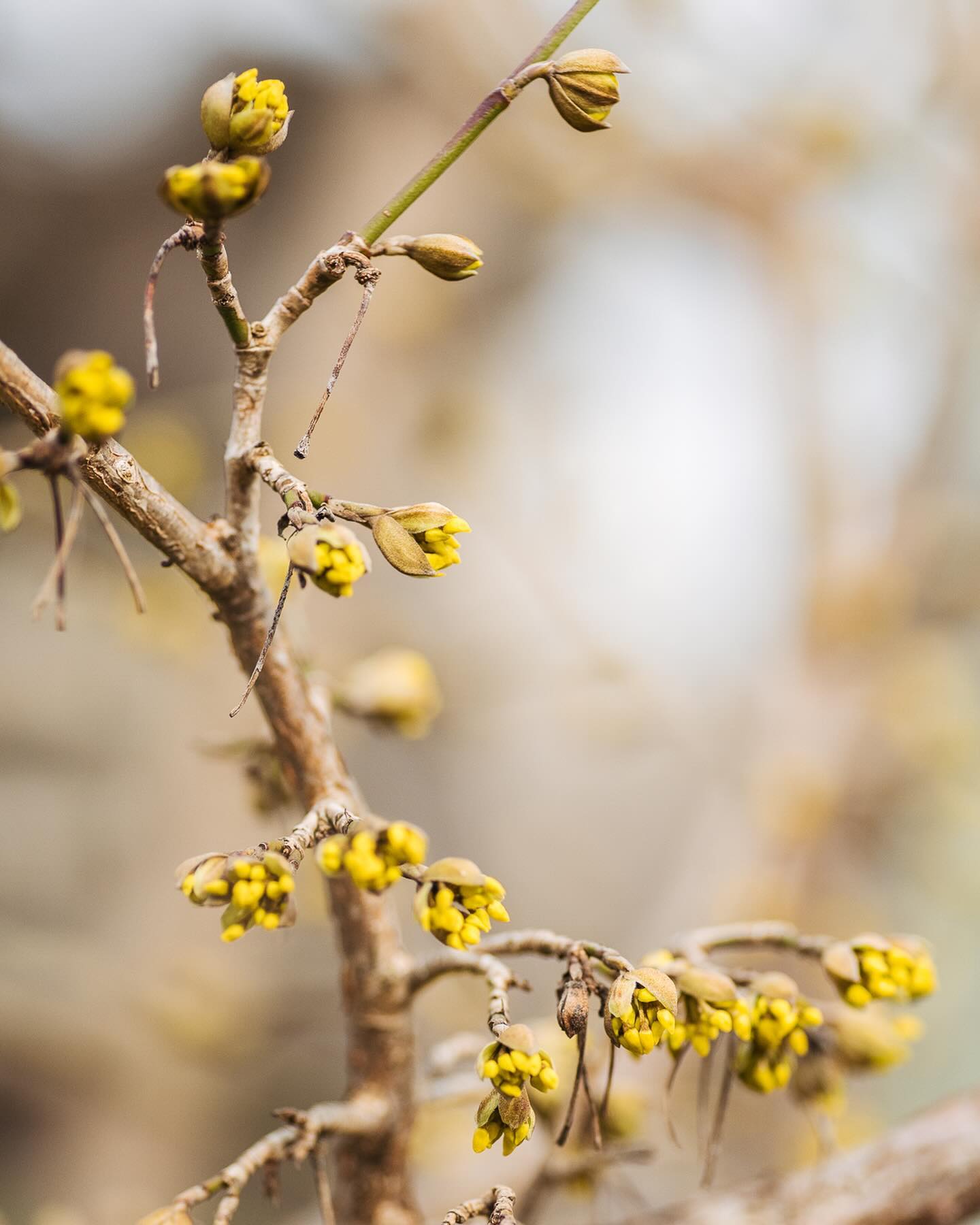 Die Kornellkirsche öffnet die Blüten :). Ich dachte schon, die Knospen hätten ev. Schaden genommen, da sie schon im Spätherbst sehr weit waren und es dann doch ein paar sehr kalte Nächte gab. Aber scheinbar ist die Pflanze wirklich sehr robust :). Wir freuen uns schon auf die vielen Früchte und nehmen uns vor, sie diesmal rechtzeitig zu ernten… letztes Jahr waren sie dann plötzlich überreif, und viele leider nicht mehr zu gebrauchen.
.
#nachbarschaftsgarten #urbangardening #garten #gemeinschaftsgarten #zürichcity #seebach #urbanesgärtnern #städtischergarten #nachhaltigegärten #frühblüher #kornellkirsche #earlybloomers #frühlingsboten #vorfrühling #cornusmas