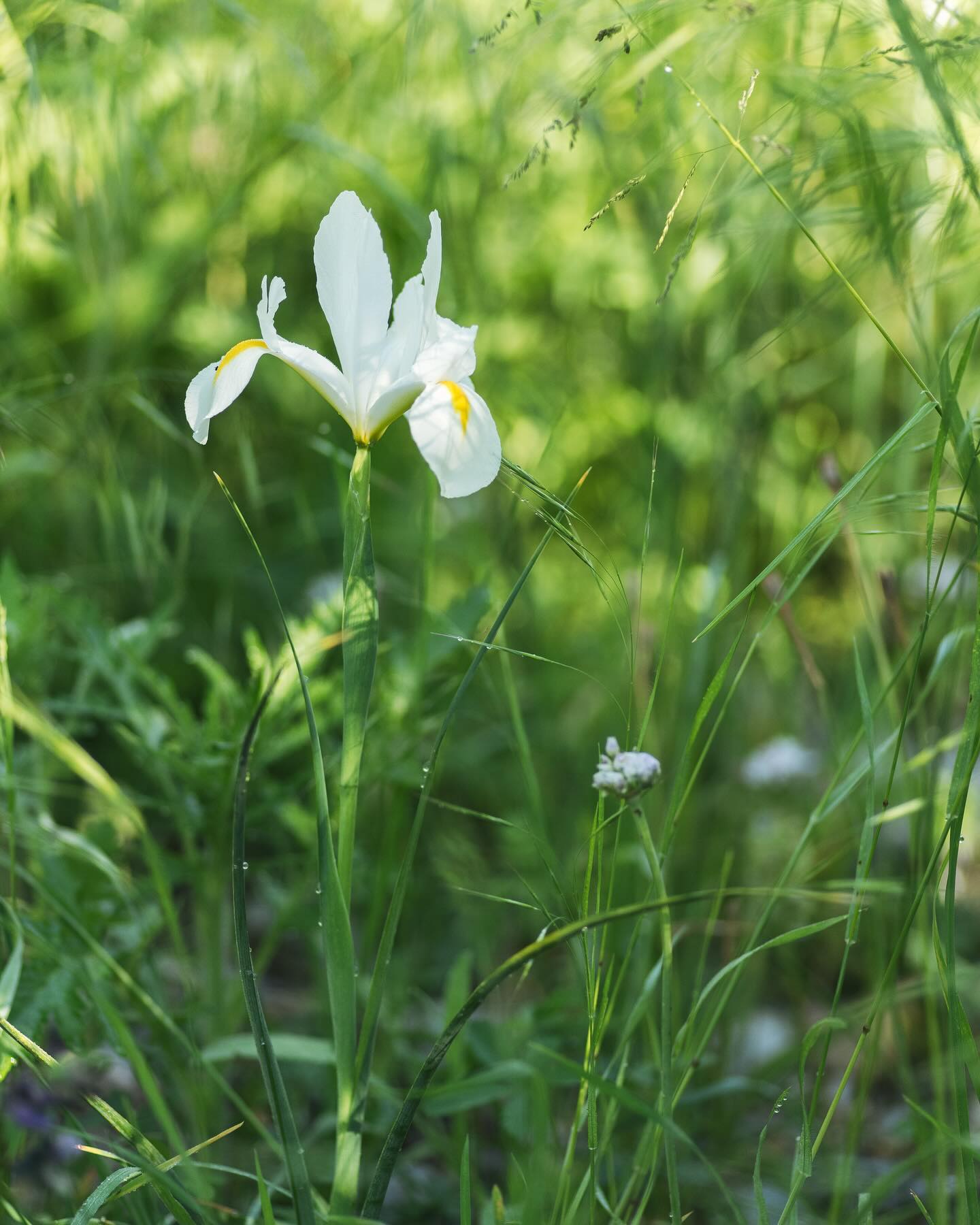 Und noch ein paar Gartenimpressionen vom Pfingstwochenende. 
Nachdem wir die Wege am Samstag gemäht haben, sieht man jetzt auch wieder, dass es ein Wildstaudenbeet gibt :). Die Strahlenbreitsame hat sich letztes Jahr ganz offensichtlich erfolgreich versahmt, es wachsen zwei wunderschön grosse Pflanzen im Kiesgarten! Und dann zeigen sich plötzlich auch noch wunderschöne grosse weisse Iris im Kiesgarten. Die haben wir offensichtlich letzten Herbst verbuddelt, ganz vergessen :). Im neuen mediterranen Garten blühen nun die ersten Blumen. Zum Beispiel die einheimische Salbeiblättrige Zistrose oder der rosa Diptam und der rote Pippau. Noch blüht es spärlich aber das wird sich hoffentlich bald ändern. 
.
#nachbarschaftsgarten #urbangardening #garten #gemeinschaftsgarten #zürichcity #seebach #urbanesgärtnern #städtischergarten #nachhaltigegärten #stadtgarten #gartenimpressionen #maigarten #iris