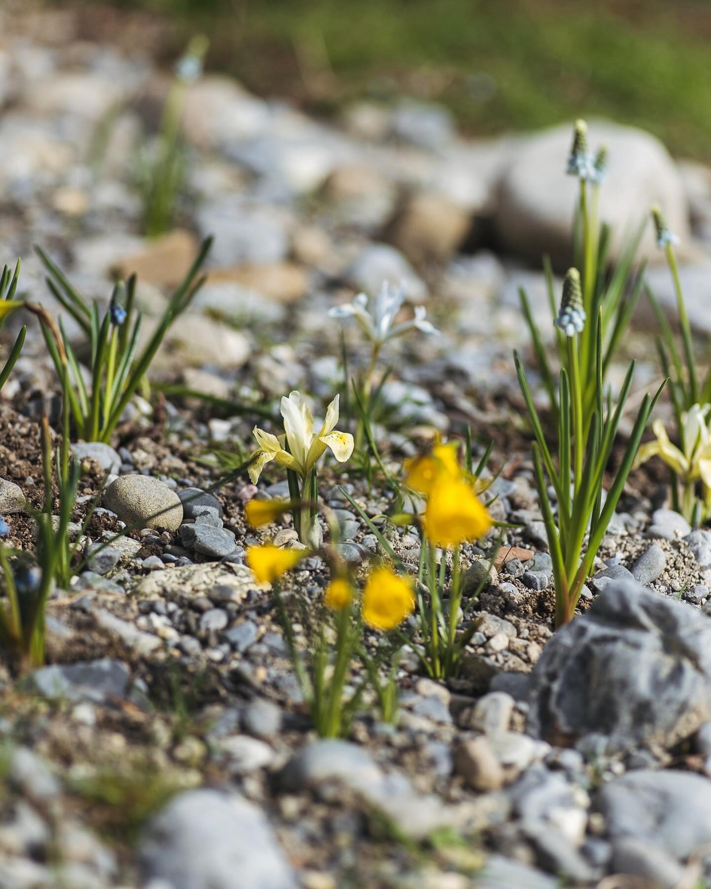 Blütenupdate. Die Reifrock-Narzissen blühen schon fleissig, nachdem wir im frühen Januar noch eine Ladung gratis Rest-Zwiebeln von @hauenstein_gartencenter_zh bekommen haben. Vielen Dank dafür. Wir haben sie zuerst drinnen in Wasser wurzeln lassen und dann nach zwei Wochen ausgepflanzt, als der Boden warm genug war. Das hat prima funktioniert. Die weissen Reifrock-Narzissen hatten wir letztes Jahr geschenkt bekommen. Auch sie blühen nun schon. Ausserdem blühen die ersten Tulpen, es sind die Seerosen Tulpen „Tulipa kaufmanniana ‚Ice Stick‘“ und die Turkestanischen Tulpen. Ausserdem blühen gerade die Iris reticulata ‚Clairette‘, die Zwergiris ‚Katherines Gold‘ und die Zwergiris ‚Frozen Planet‘. Und dann haben wir noch ein paar Waldanemonen unter dem Apfelbaum entdeckt und die blaue Heckenkirsche blüht auch schon wie verrückt. 
#nachbarschaftsgarten #urbangardening #garten #gemeinschaftsgarten #zürichcity #seebach #urbanesgärtnern #städtischergarten #nachhaltigegärten #frühblüher #frühlingsgarten #zwergiris #irisretaculata #netzblattiris💙