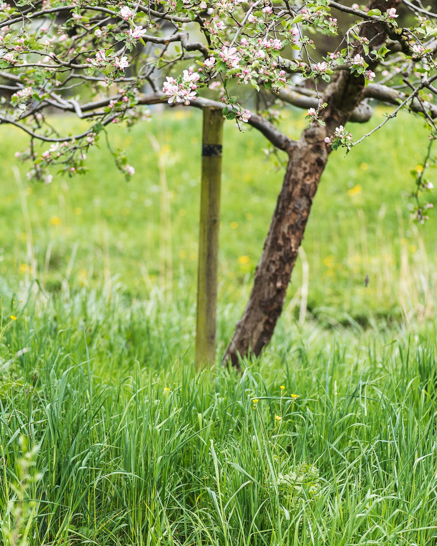 Wir haben zum Glück schon einen beträchtlichen Bestand an Fruchtbäumen. Einige davon stammen noch aus der Schrebergartensiedlung und andere hat @mehalsgmües noch gepflanzt gehabt, bevor wir hier begonnen haben. 
.
Gerade blühen natürlich die Apfelbäume besonders schön. Auch die Quitte geht auf und die Birnen, Zwetschgen und Kirschen hatten auch sehr viele Blüten dieses Jahr. Wir sind gespannt, wie gut die Ernte werden wird. 
.
#nachbarschaftsgarten #urbangardening #garten #gemeinschaftsgarten #zürichcity #seebach #urbanesgärtnern #städtischergarten #nachhaltigegärten #obstbäume #apfelblüte #quittenblüte #obstgarten #communitygarden #communitygardening #appleblossom
