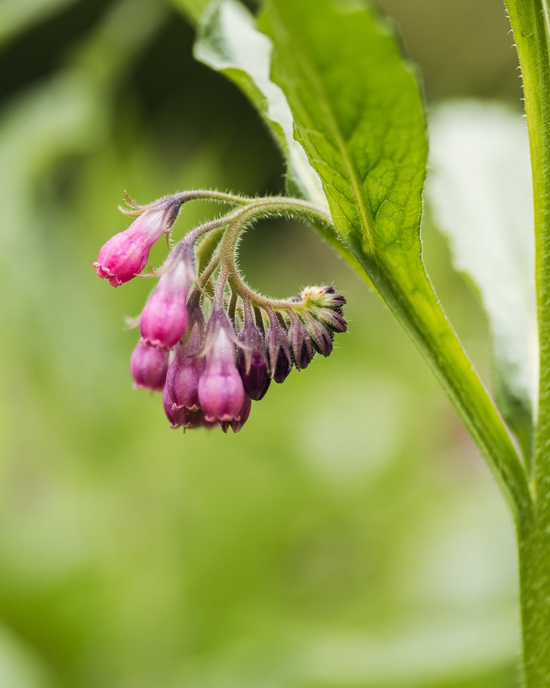 Blütenuptdate vom 30. April:
.
Das warme Wetter hat so einige Blumen zum blühen gebracht und so zeigt sich doch wunderbar die Diversität der Blütenformen :)
.
Bild 1: Der Beinwell
Bild 2: Die Bartiris
Bild 3: Der enzianblättrige Ehrenpreis
Bild 4: Die weisse Bergflockenblume
Bild 5: Die blaue Bergflockenblume
Bild 6: die erste Anemone und somit die erste Blume im neuen Schnittblumenbeet :)
Bild 7: Das Kaukasus Vergissmeinnicht
Bild 8: eine weisse Zierlauch Art beim aufblühen
Bild 9: Die erste Skabiose 
Bild 10: Auch verblüht eine tolle Blume… die Kuhschelle
.
#nachbarschaftsgarten #urbangardening #garten #gemeinschaftsgarten #zürichcity #seebach #urbanesgärtnern #städtischergarten #nachhaltigegärten #springtime #inmygardentoday #perennialgarden #imgarten #frühlingsgarten #gartenfreude #naturnahergarten  #naturgartenfreude  #inmeinemgarten #heuteimgarten #naturalgarden #blütenform #beinwell