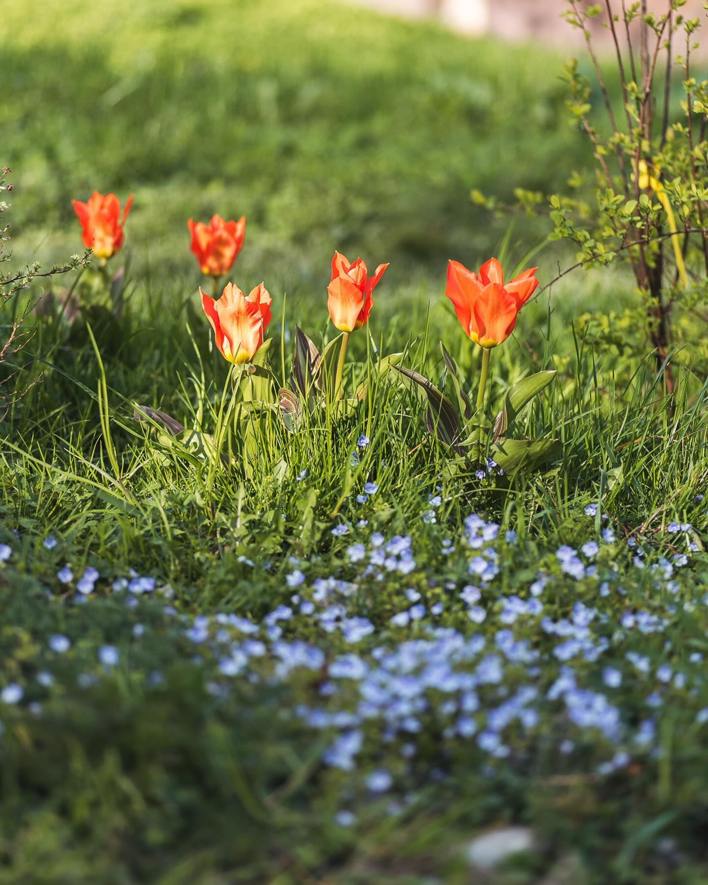 Tulpenzeit im Frühlingsgarten :)
Wie schon einmal erwähnt, haben wir im Januar noch Restblumenzwiebeln von @hauenstein_gartencenter_zh geschenkt bekommen. Nach der Kältephase im Januar haben wir sie in die Erde gebracht und siehe da, sie blühen gerade wie verrückt und bringen etwas Farbe in den Garten. 
Die Bilder entstanden innerhalb einer Woche, drei verschiedene Tage, und auch drei verschiedene Tageszeiten bzw. mit und ohne Sonnenschein. Jedesmal sieht es wieder anders aus :)
.
#garten #gemeinschaftsgarten #zürichcity #seebach #urbanesgärtnern #städtischergarten #nachhaltigegärten #stadtgarten #tulpen #tulpengarten #tulip #tulips #märzgarten #frühling #frühlingserwachen #frühlingsgarten