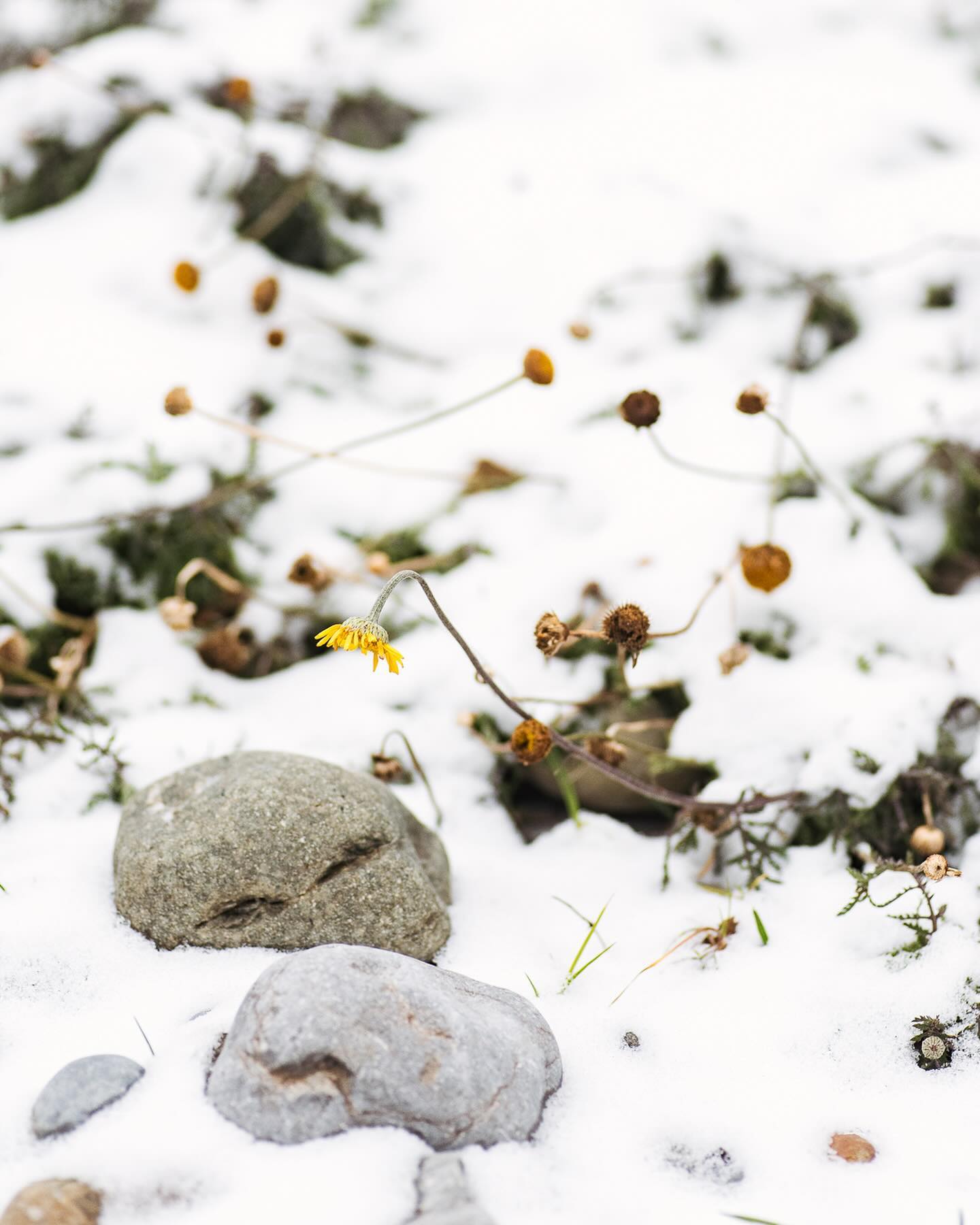 Seit Beginn der Woche ist es nicht mehr über 0 Grad gewesen. Ein paar Eistage hintereinander hatten wir tatsächlich schon länger nicht mehr hier. Ein bisschen Schnee hat es auch nochmal gegeben. Trotz allem hat die Färberkamille tatsächlich immer noch intakte Blüten! Wahnsinn. 
.
#nachbarschaftsgarten #urbangardening #garten #gemeinschaftsgarten #zürichcity #seebach #urbanesgärtnern #städtischergarten #nachhaltigegärten #wintergarden #wintergarten #januargarten #januarygarden #snowgarden #schneeimgarten