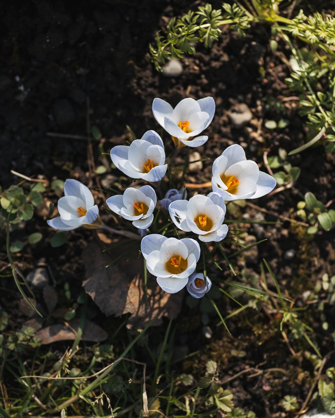 Der Frühling ist da und zwar mit rasantem Tempo. Jeden Tag über 14 Grad, wobei die Nächte mit Frost kalt sind. Die Krokusse sind teils schon verblüht und die späten Sorten blühen nun. 
.
#nachbarschaftsgarten #urbangardening #garten #gemeinschaftsgarten #zürichcity #seebach #urbanesgärtnern #städtischergarten #nachhaltigegärten #märzgarten #springgardening #springgarden #crocus #krokus