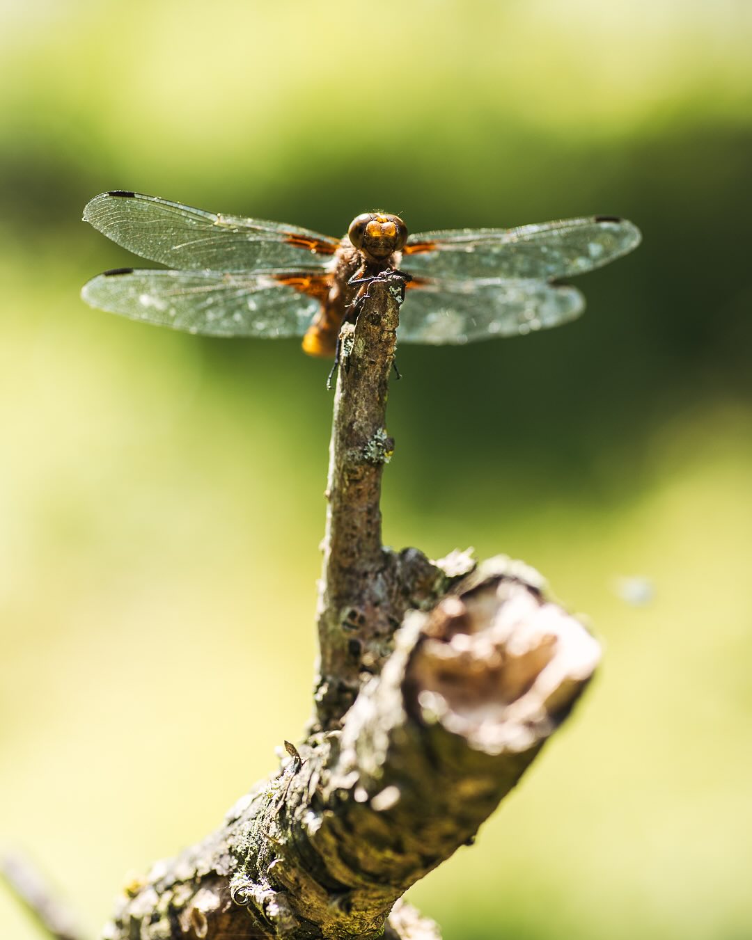 Diese wunderhübsche Libelle sonnte sich gestern auf dem Totholz :) Die App sagt, es ist ein Plattbauch, die Fotos im Buch sagen, es könnte auch ein Spitzenfleck sein. Vielleicht weiss es ja hier jemand besser?
.
#nachbarschaftsgarten #urbangardening #garten #gemeinschaftsgarten #zürichcity #seebach #urbanesgärtnern #städtischergarten #nachhaltigegärten #inmygardentoday #imgarten #gartenfreude #naturnahergarten #naturgartenfreude  #inmeinemgarten #naturalgarden #libelle #dragonflies #plattbauchlibelle #insektenfotografie #insektengarten