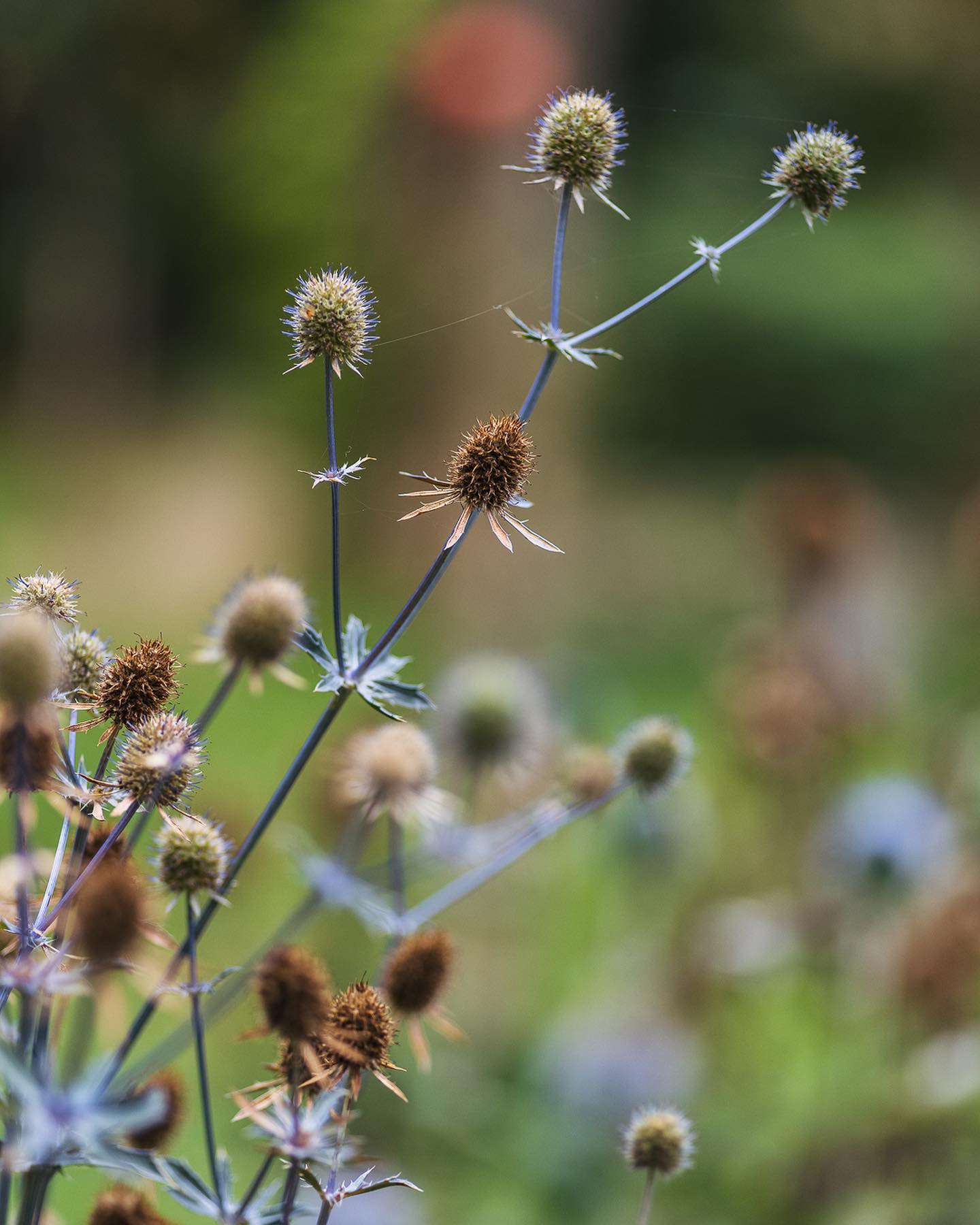 Impressionen aus dem herbstlichen Stauden und Kiesbeet. Es blüht immer noch sehr viel. Die Dahlie will gar nicht mehr aufhören, die Glockenblume hat nochmal einen komplett neuen Trieb mit Blüten produziert. Ausserdem blühen immer noch oder wieder der Kaukasusgamander, Wirbeldost, Schafgarbe, Rainfarn, Schleierkraut, Flachblattmannstreu, graue Kratzdistel, Färberkamille, wilde Malven, Feldwitwenblume und Leinkraut
.
#nachbarschaftsgarten #urbangardening #garten #gemeinschaftsgarten #zürichcity #seebach #urbanesgärtnern #städtischergarten #nachhaltigegärten #naturgarten #wildstauden #herbstgarten #stadtgarten #oktobergarten #esblühtimmernoch