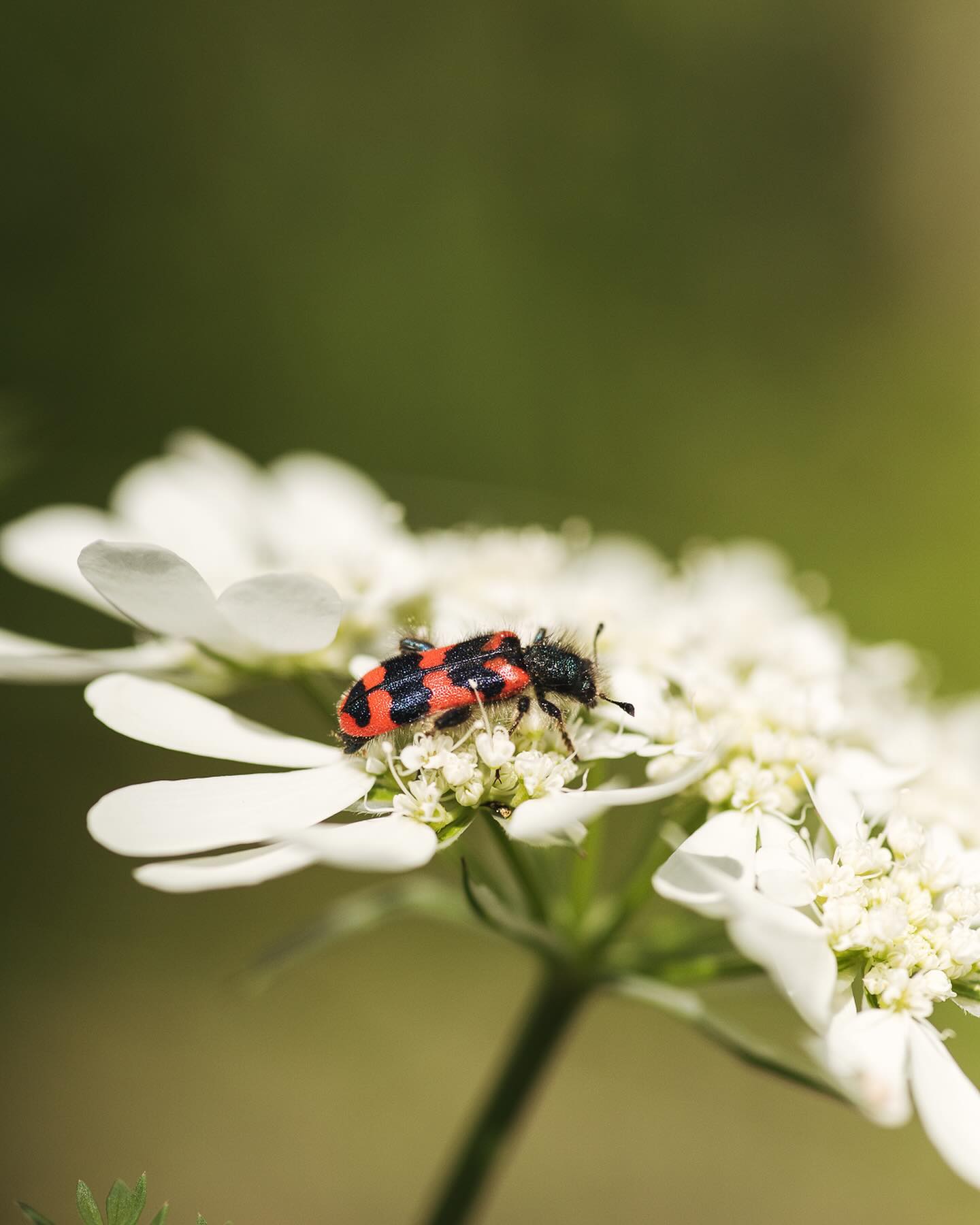 Insekten im Garten. Es wimmelt nur so vor Marienkäfer dieses Jahr :) und auch sonst habe ich bedeutend mehr verschiedene Käfer gesehen. 
.
#garten #gemeinschaftsgarten #zürichcity #seebach #urbanesgärtnern #städtischergarten #nachhaltigegärten #stadtgarten #stadtinsekten #stadtwildtiere #insektengarten #zottigerbienenkäfer #käfer #buggarden
