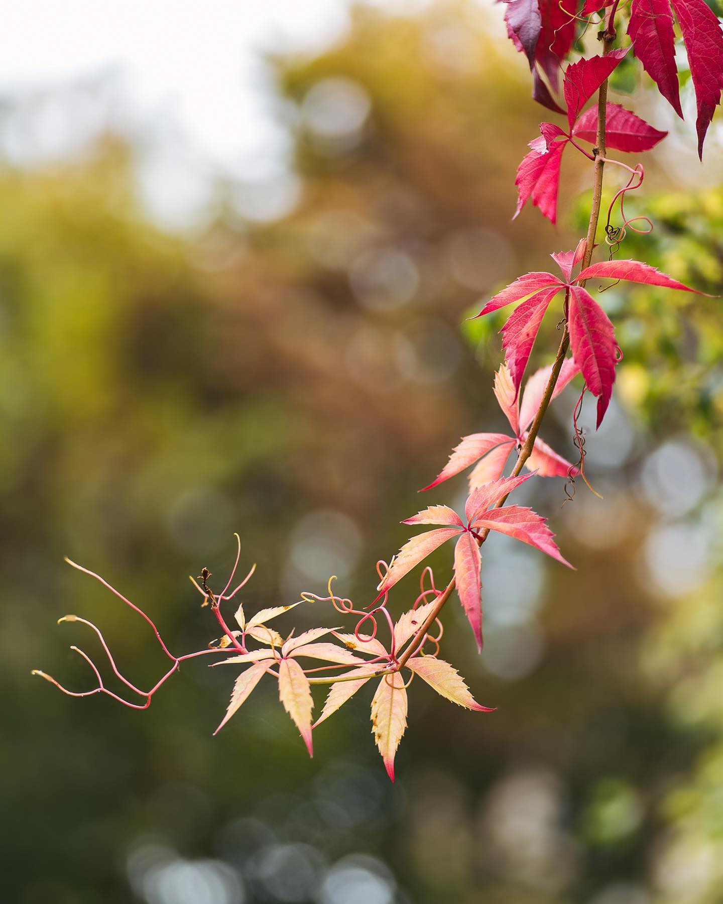 So langsam zieht der Herbst doch noch etwas verspätet im Garten ein… Die ersten schönen Herbstfarben sind zu sehen, wenn auch bisher nur vereinzelt. Mehrheitlich ist es immer noch grün im Garten. 
.
#nachbarschaftsgarten #urbangardening #garten #gemeinschaftsgarten #zürichcity #seebach #urbanesgärtnern #städtischergarten #nachhaltigegärten #naturgarten #stadtgarten #herbstgarten #herbstfarben #oktobergarten