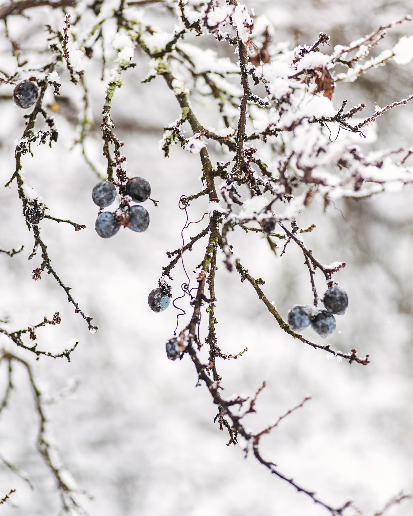 Aber der Schnee ist natürlich auch wunderschön und deswegen gibt es noch ein paar Impressionen aus dem Schneegarten in Schneebach ;)
.
#nachbarschaftsgarten #urbangardening #garten #gemeinschaftsgarten #zürichcity #seebach #urbanesgärtnern #städtischergarten #nachhaltigegärten #schneebach #schneegarten #snowgarden #wintergarden #wintergarten #schneeinzürich #zürischnee #winterwonderland #winterwunderland