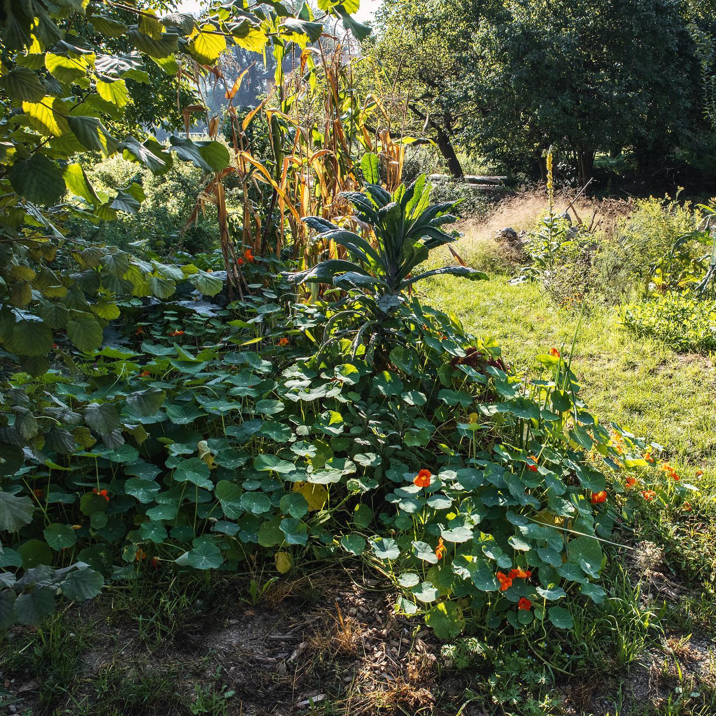 Es ist mal wieder Zeit für einen Vorher-Nachher Vergleich. Wir haben im Mai unser erstes Hügelbeet gebaut. In den Bildern seht ihr, wie es sich entwickelt hat. In der zweiten Serie sieht man den mittleren Bereich mit dem Steinhaufen. Wir sind selbst etwas überrascht, wie gut sich alles entwickelt hat :). Für unser erstes Jahr gar nicht mal so schlecht 
.
.
#nachbarschaftsgarten #urbangardening #garten #gemeinschaftsgarten #zürichcity #seebach #urbanesgärtnern #städtischergarten #nachhaltigegärten #naturgarten #hügelbeet #hugelkultur #vorhernachher #erstesgartenjahr