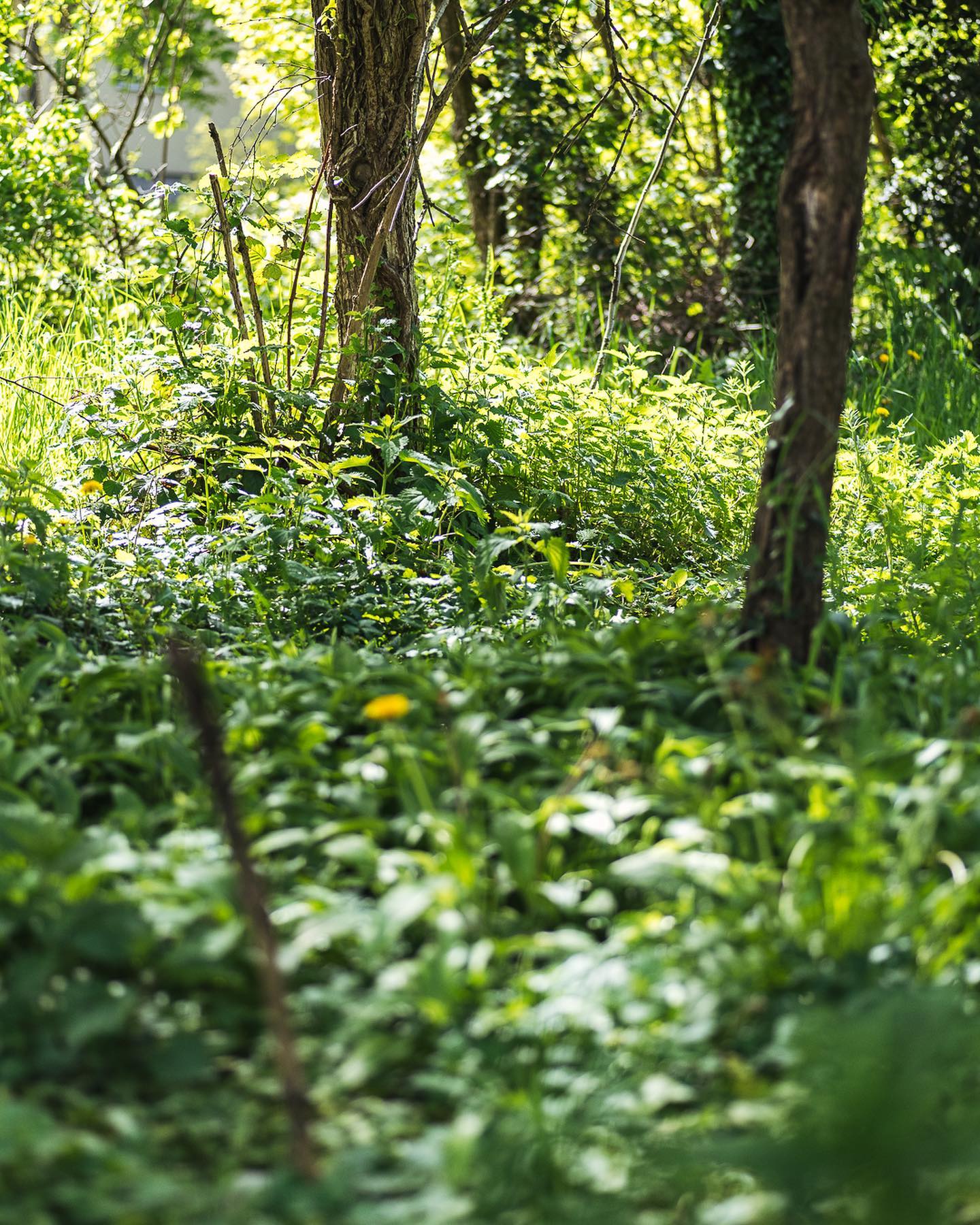 Und zum Schluss gibt es mal wieder ein paar schöne Impressionen aus dem Garten an diesem herrlichen Frühlingstag.
Es ist wahnsinnig grün geworden diese Woche!
.
#nachbarschaftsgarten #urbangardening #garten #gemeinschaftsgarten #zürichcity #seebach #urbanesgärtnern #städtischergarten #nachhaltigegärten #communitygarden #esgrünt #frühlingsgarten #aprilgarden #aprilgarten