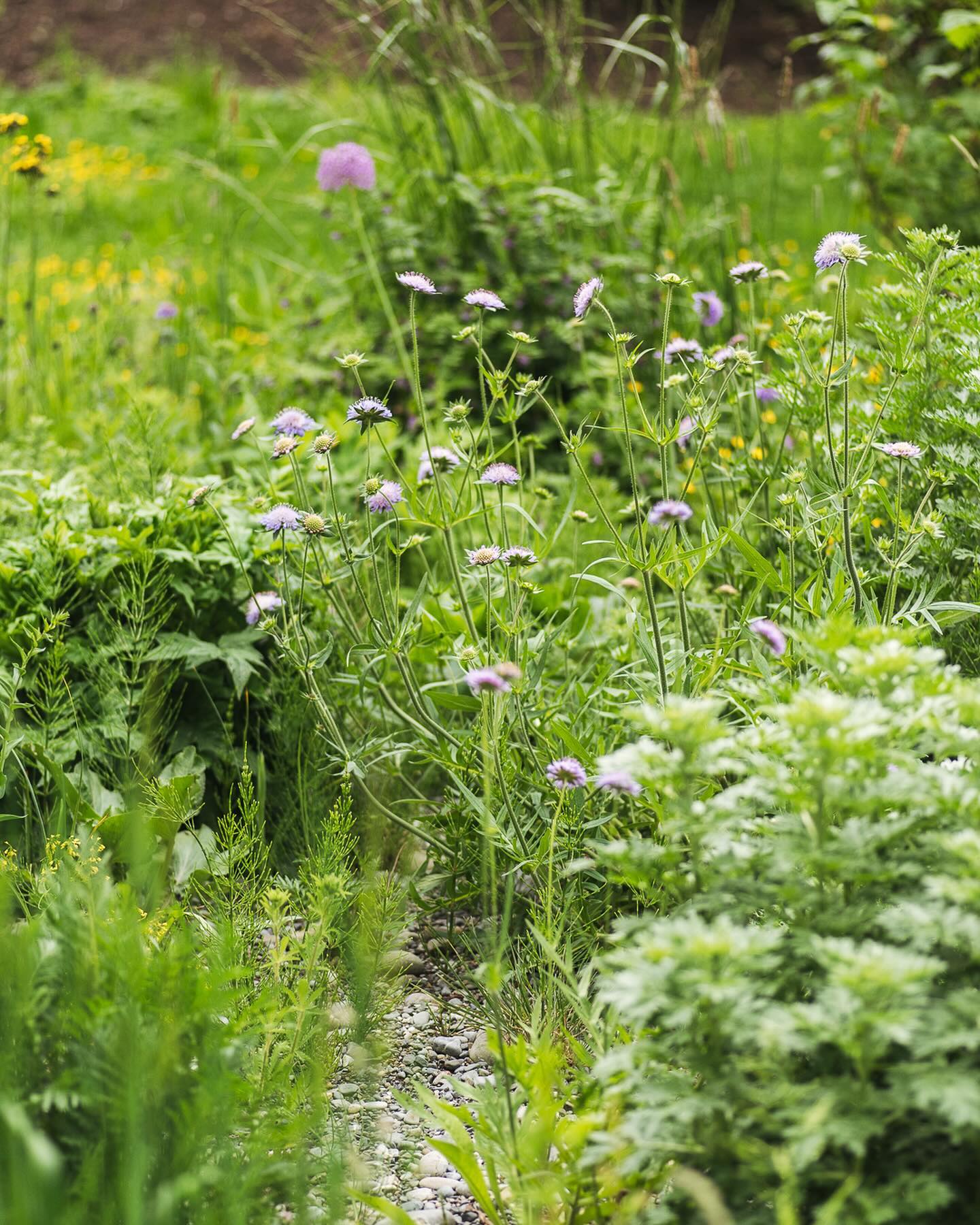 Der Kiesgarten ist explodiert! Wahnsinn der Vergleich zu letztem Jahr. Dieses Jahr blühen die Taubenskabiosen und Witwenblumen wie verrückt und auch der Wermut und die Färberkamille sind schon riesig! Kein Vergleich natürlich zu letztem Jahr, wo wir ihn ende April angelegt hatten. Die letzten drei Bilder stammen aus der letzten Maiwoche 23. 
.
#garten #gemeinschaftsgarten #zürichcity #seebach #urbanesgärtnern #städtischergarten #nachhaltigegärten #stadtgarten  #wildgarden #naturgarten #kiesgarten #ruderal #taubenskabiose #witwenblume #wildstauden #stadtwildpflanzen