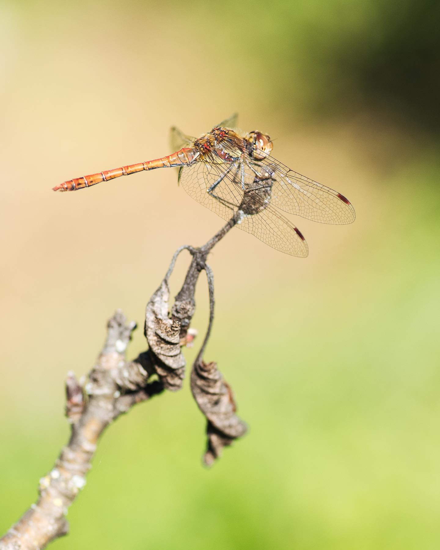 Heute habe ich diese wunderhübsche Libelle auf dem Miniapfelbaum entdeckt. Ich glaube es ist eine grosse Heidelibelle, kann mich aber auch täuschen. Sie sass gemütlich auf dem Ast und hat sich nicht stören lassen :). Die grossen blauen Libellen sehe ich zwar immer umherfliegen, konnte aber noch keine fotografieren. 
.
#nachbarschaftsgarten #urbangardening #garten #gemeinschaftsgarten #zürichcity #seebach #urbanesgärtnern #städtischergarten #nachhaltigegärten #naturgarten #insektengarten #libelle #libellengarten #heidelibelle #insektenfotografie #stadtwildtiere #stadtfauna #dragonfly