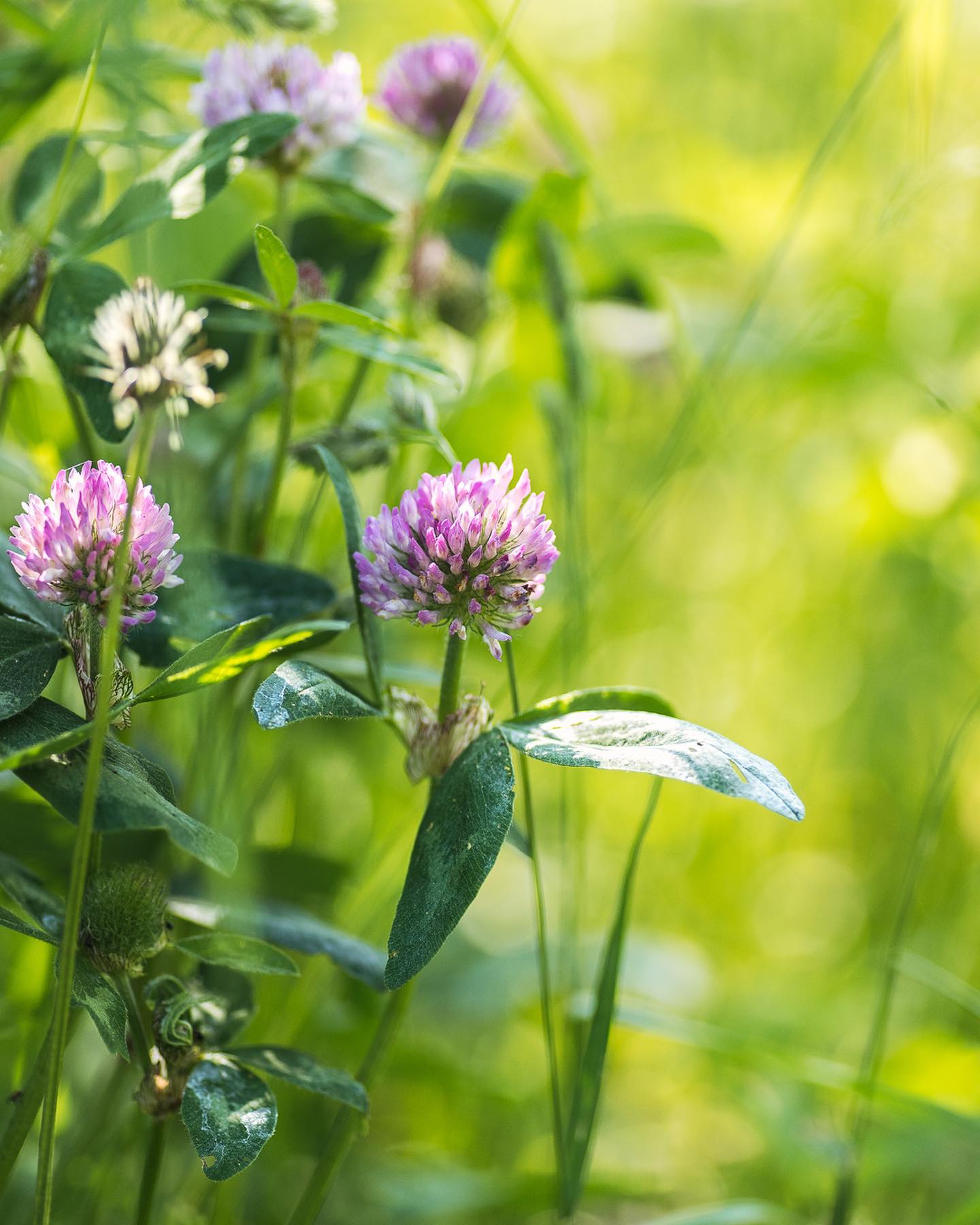 In der Wiese blüht nun der Rotklee und die Gräser sehen besonders schön aus. Wiesen und Blumen sehen ja schon toll aus so aus normaler „Stehsicht“, aber wenn man mal nah ins Dickicht hinein geht, sieht so eine Wiese doch einfach nochmal viel toller aus, wie ein Dschungel in Kleinformat :) ausserdem entdeckt man Pflanzen und Tiere, die einem sonst gar nie auffallen. 
.
#nachbarschaftsgarten #urbangardening #garten #gemeinschaftsgarten #zürichcity #seebach #urbanesgärtnern #städtischergarten #nachhaltigegärten #wiese #blumenwiese #wildewiese #gräsergarten #gräser #klee #wildblumen