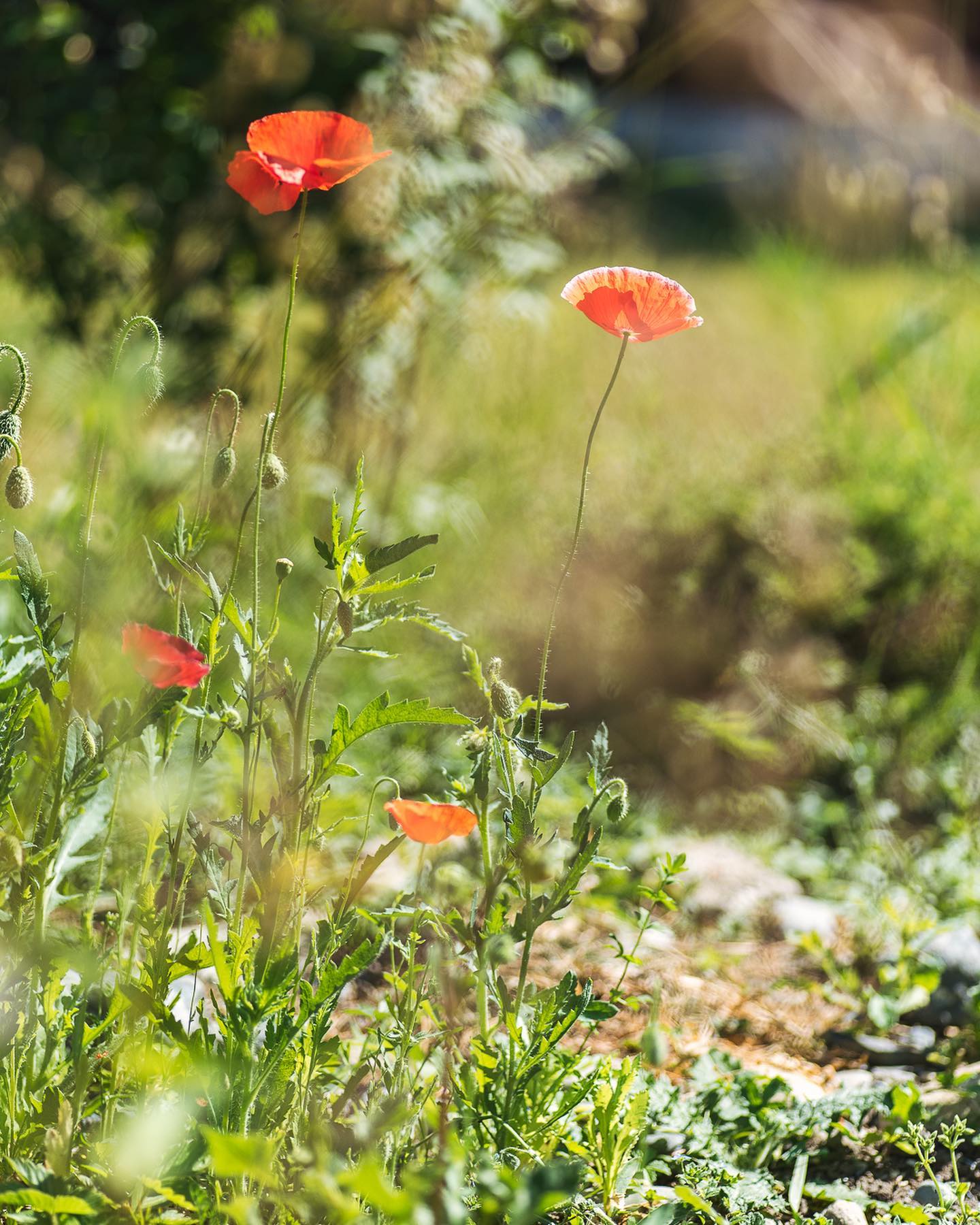 Endlich blüht der Mohn auch in unserem Staudenbeet :) Er ist in all seinen Formen eine meiner absoluten Lieblingsblumen. Wir haben verschiedene Sorten gesäht. Zur Zeit blüht erstmal der Klatschmohn, bzw. der Mohn von Reconvilier (PSR). Mal schauen, ob die anderen Sorten auch noch blühen werden… 
.
#nachbarschaftsgarten #urbangardening #garten #gemeinschaftsgarten #zürichcity #seebach #urbanesgärtnern #städtischergarten #nachhaltigegärten #mohnblume #mohn #poppyflower #junigarten #wildblumen #poppies #naturalgarden #naturalgardening