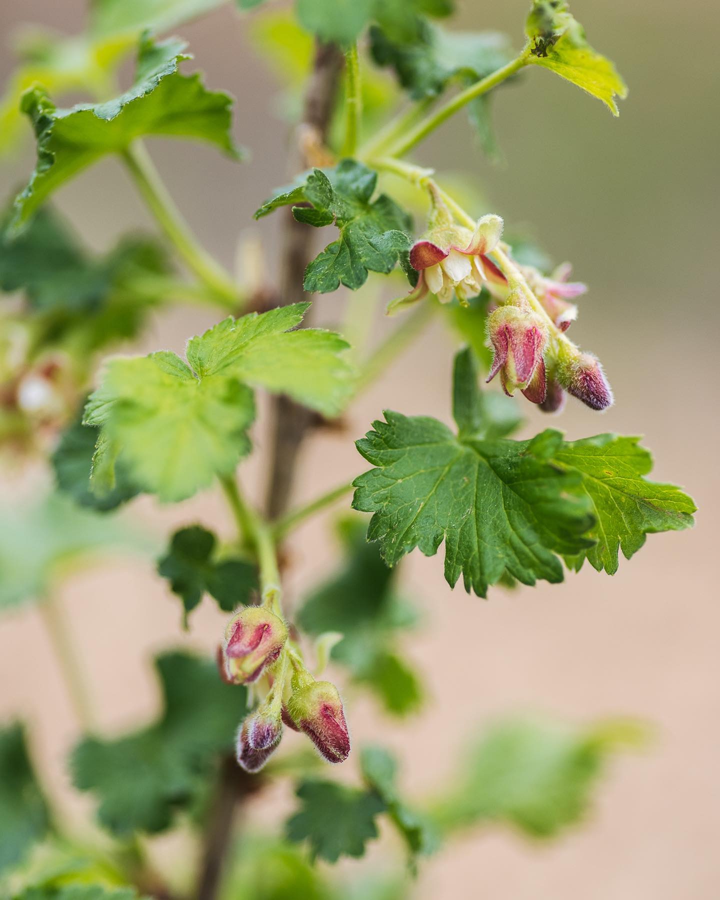 Zeit für ein Update im Berengarten.
.
Die Beerensträucher scheinen gut angewachsen zu sein und einige blühen sogar schon :), wie hier die Jostabeere und die Frühbeere. Die Kornellkirsche sieht auch verblüht noch wunderhübsch aus! 
.
#nachbarschaftsgarten #urbangardening #garten #gemeinschaftsgarten #zürichcity #seebach #urbanesgärtnern #städtischergarten #nachhaltigegärten #beerengarten #beerenanbau #beerensträucher #berrygarden #berryplants #prospeciarara #frühlingsgarten #jostabeere #frühbeere #kornellkirsche