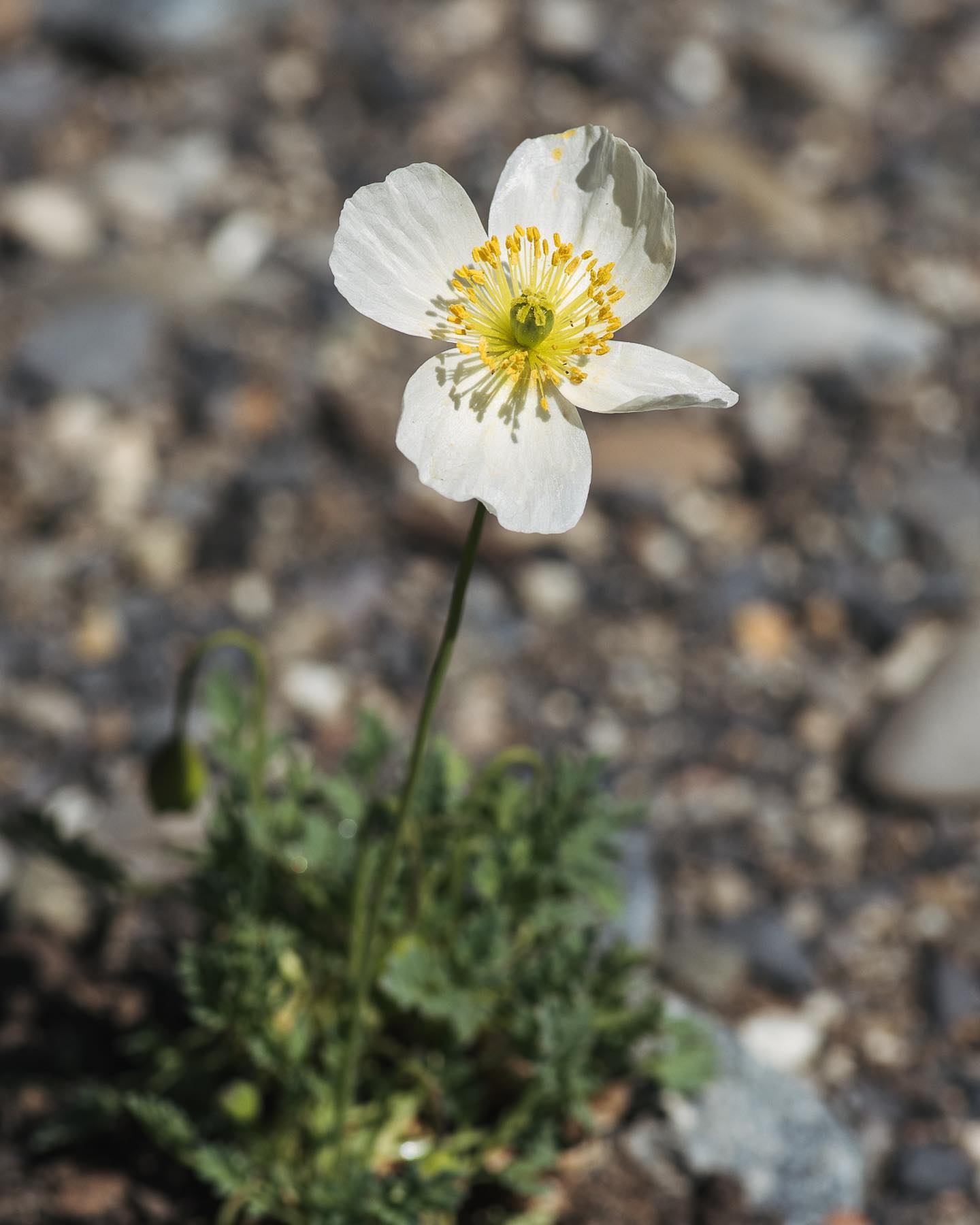 Zum Schluss für heute gibt es noch ein paar Blüten zu bestaunen. Der Alpenmohn blüht, also er hat geblüht, ein paar Stunden und dann war die erste Blüte auch schon wieder vom Winde verweht… :). Ausserdem blüht gerade die Wiesenwitwenblume, die Taubenskabiose, der weisse Wiesensalbei und die grosse Strahldolde blüht weiterhin im Kies-Staudenbeet. 
.
Sind sie nicht wunderschön so von nahem? 
.
#nachbarschaftsgarten #urbangardening #garten #gemeinschaftsgarten #zürichcity #seebach #urbanesgärtnern #städtischergarten #nachhaltigegärten #wildstauden #alpenmohn #mohn #poppys #maigarten