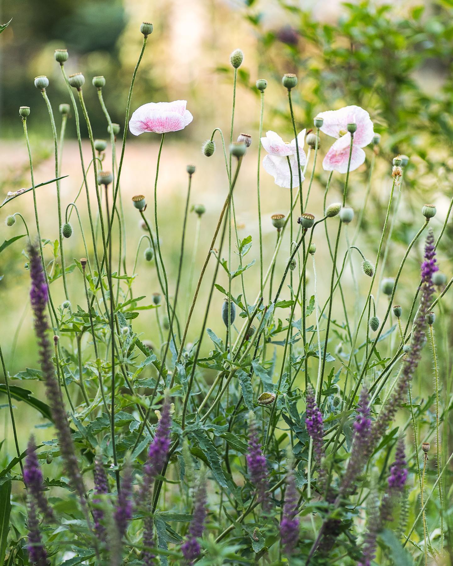 Impressionen aus dem heissen Juli Garten :) 
.
#nachbarschaftsgarten #urbangardening #garten #gemeinschaftsgarten #zürichcity #seebach #urbanesgärtnern #städtischergarten #nachhaltigegärten #juligarten #sommergarten #mohn #gartenimpressionen