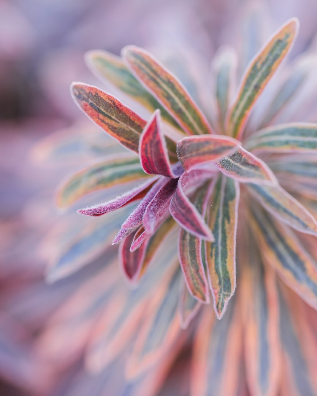 Ein Hingucker im Winter ist definitiv die Wolfsmilch „Ascot Rainbow“, sie verfärbt sich im Winter in diese wunderschönen rosa Farbtöne. Sie wächst bei uns in einem reinen Kiesbeet und gedeiht bisher sehr gut darin.
.
#nachbarschaftsgarten #urbangardening #garten #gemeinschaftsgarten #zürichcity #seebach #urbanesgärtnern #städtischergarten #nachhaltigegärten #wolfsmilch #ascotrainboweuphorbia #euphorbia