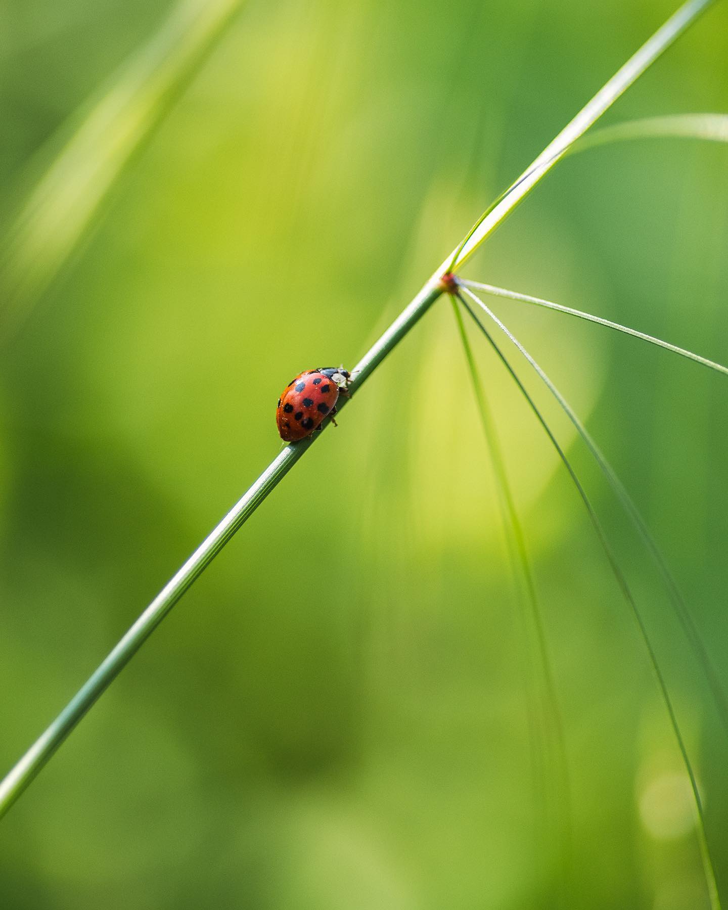 Im Moment sieht man ganz viele Marienkäfer hier im Garten, hauptsächlich die Asiatischen. An den grossen wilden Disteln halten Sie sich besonders gerne auf, schliesslich ist er sehr voll mit Blattläusen. 
.
#nachbarschaftsgarten #urbangardening #garten #gemeinschaftsgarten #zürichcity #seebach #urbanesgärtnern #städtischergarten #nachhaltigegärten #marienkäfer #insektenfotografie #ladybug #ladybird