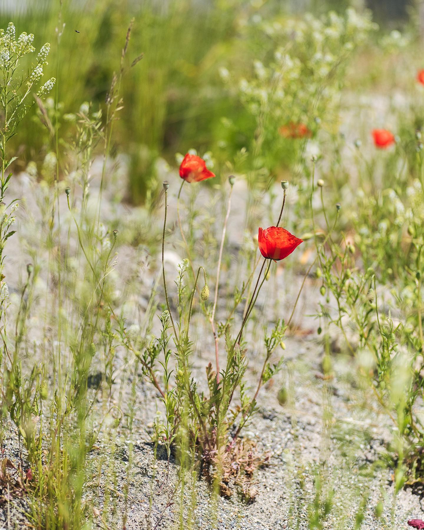 Die Woche war ich wieder einmal ganz unten am Bach beim renaturierten Uferbereich. Wunderbar, wie gerade der Mohn blüht. Aber auch sonst sind die Kies und Sandflächen wunderhübsch geworden. 
.
#nachbarschaftsgarten #urbangardening #garten #gemeinschaftsgarten #zürichcity #seebach #urbanesgärtnern #städtischergarten #nachhaltigegärten #renaturierung
#ruralgarden