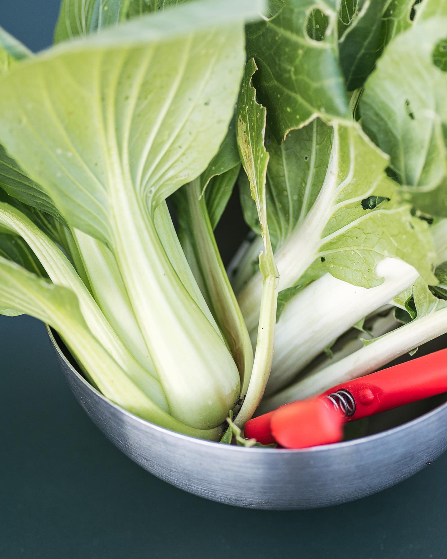 Erste Ernte aus dem Hügelbeet :). Der Pak Choi ist schon erntereif und erstaunlich gut gewachsen. Ich hatte ihn eher als Schneckenfutter gepflanzt, damit die Schnecken die Peperonipflanzen in Ruhe lassen, aber bis auf eine Pflanze haben sie ihn fast komplett in Ruhe gelassen!
.
Auch sonst gedeiht alles prima im Beet. Leider regnet es aber seit Juni nicht mehr… kein Tropfen. Deswegen müssen wir immer noch fleissig giessen. 
.
#nachbarschaftsgarten #urbangardening #garten #gemeinschaftsgarten #zürichcity #seebach #urbanesgärtnern #städtischergarten #nachhaltigegärten #hügelbeet #hugelkultur #gemüsegarten #mischkultur #vegetablegarden #organicgardening