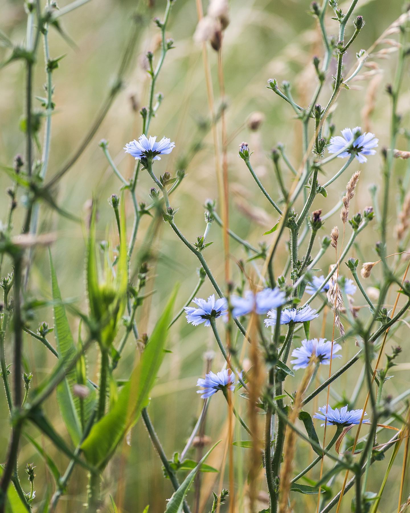 Auch die Wegwarten blühen gerade überall wie verrückt! Im Moment zwar erst ganz am Rand des Gartens beim Bach in der wilden Wiese. Nächstes Jahr dann hoffentlich auch etwas prominenter beim Kiesbeet. 
.
#nachbarschaftsgarten #urbangardening #garten #gemeinschaftsgarten #zürichcity #seebach #urbanesgärtnern #städtischergarten #nachhaltigegärten #naturgarten #wegwarte
#wildblumenwiese #naturwiese  #pionierpflanze #wegwartenblüte