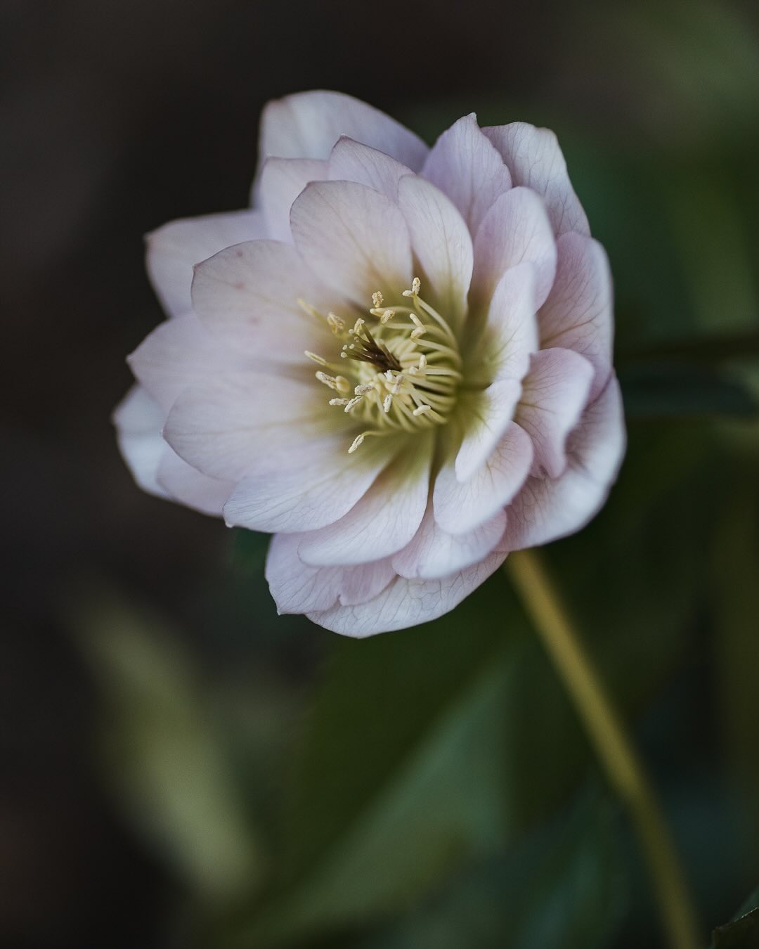 In unserem Halbschattenbeet gibt es ein paar Neuzugänge. Eine wunderschöne Lenzrose (Name weiss ich grad nicht auswendig), ein weisses Lungenkraut, eine Frühlings Anemone (Anemone blanda), Buschwindröschen (blüht noch nicht) und auch die gefüllten Schneeglöckchen sind neu, bzw. haben wir im Herbst neu gesetzt. Hoffentlich verwildern sie schön.
.
#nachbarschaftsgarten #urbangardening #garten #gemeinschaftsgarten #zürichcity #seebach #urbanesgärtnern #städtischergarten #nachhaltigegärten #schattenbeet #halbschattenbeet #helleborus #helleborusorientalis #lenzrosenblüte #lenzrose