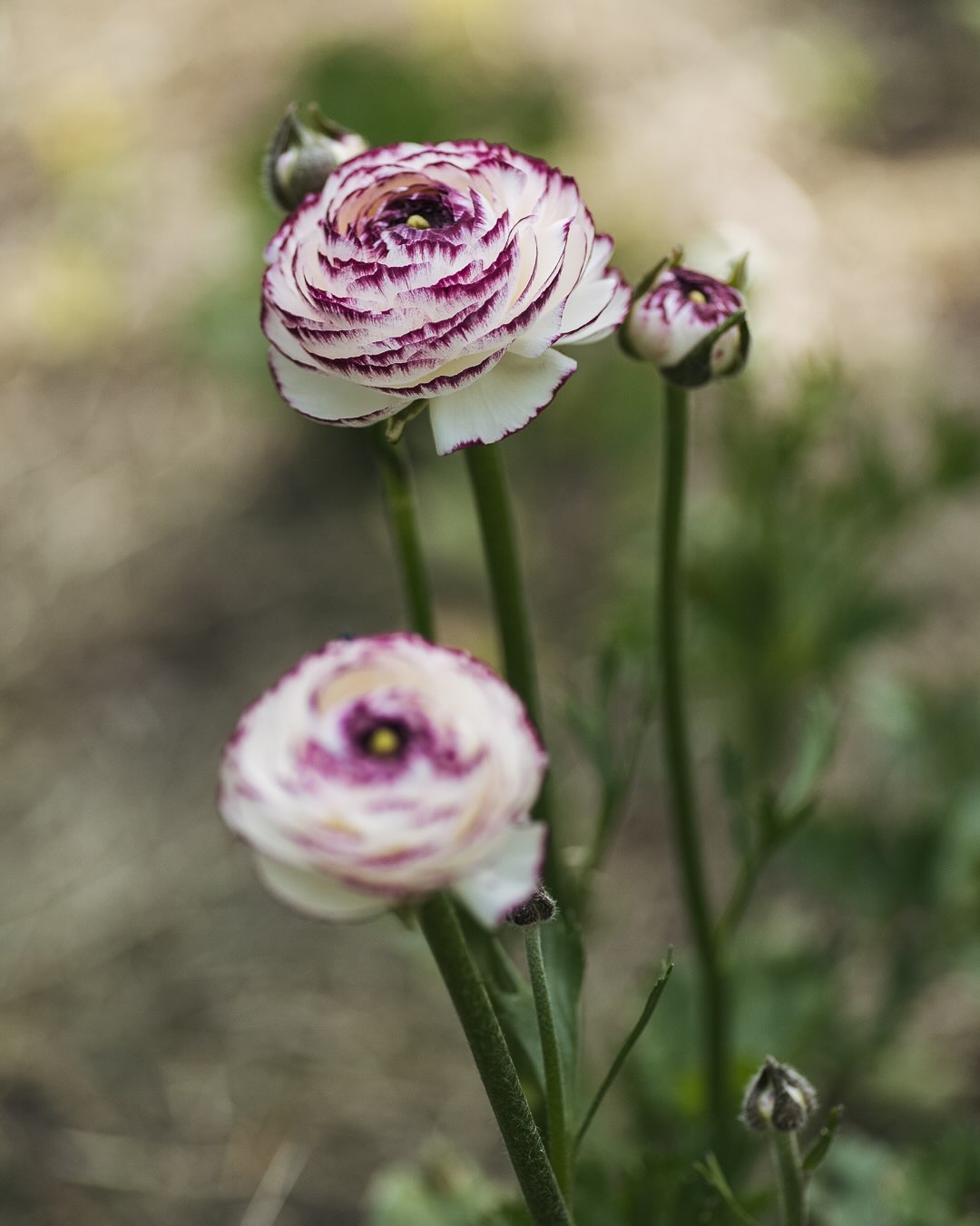 Wir haben dieses Jahr zum ersten Mal ein Schnittblumenbeet angelegt. Die meisten Blumen blühen noch nicht, aber sie kommen so langsam. Die Anemonen und die Ranunkeln blühen aber fleissig und konnten schon für sehr schöne Sträusse gebraucht werden. Sie halten sich vor allem sehr lange in der Vase :). Angezogen haben wir sie schon im Februar, draussen in einem Überwinterungszelt. In den Garten gepflanzt haben wir sie dann im März. Einen Teil haben wir da auch direkt in den Garten gepflanzt. So ergibt sich eine Staffelung der Blüte. Es war ein Test, den wir im nächsten Jahr sicher wieder machen werden. 
.
Bald blühen die ersten Schnittsonnenblumen, sowie die ersten Ringelblumen und Skabiosen. 
.
Das Saatgut hatten wir letztes Jahr von Jora Dahl bestellt. (unbezahlte Werbung)
.
#nachbarschaftsgarten #urbangardening #garten #gemeinschaftsgarten #zürichcity #seebach #urbanesgärtnern #städtischergarten #nachhaltigegärten #springtime  #frühlingsgarten #gartenfreude #schnittblumensüchtig #schnittblumengarten #schnittblumen #joradahl