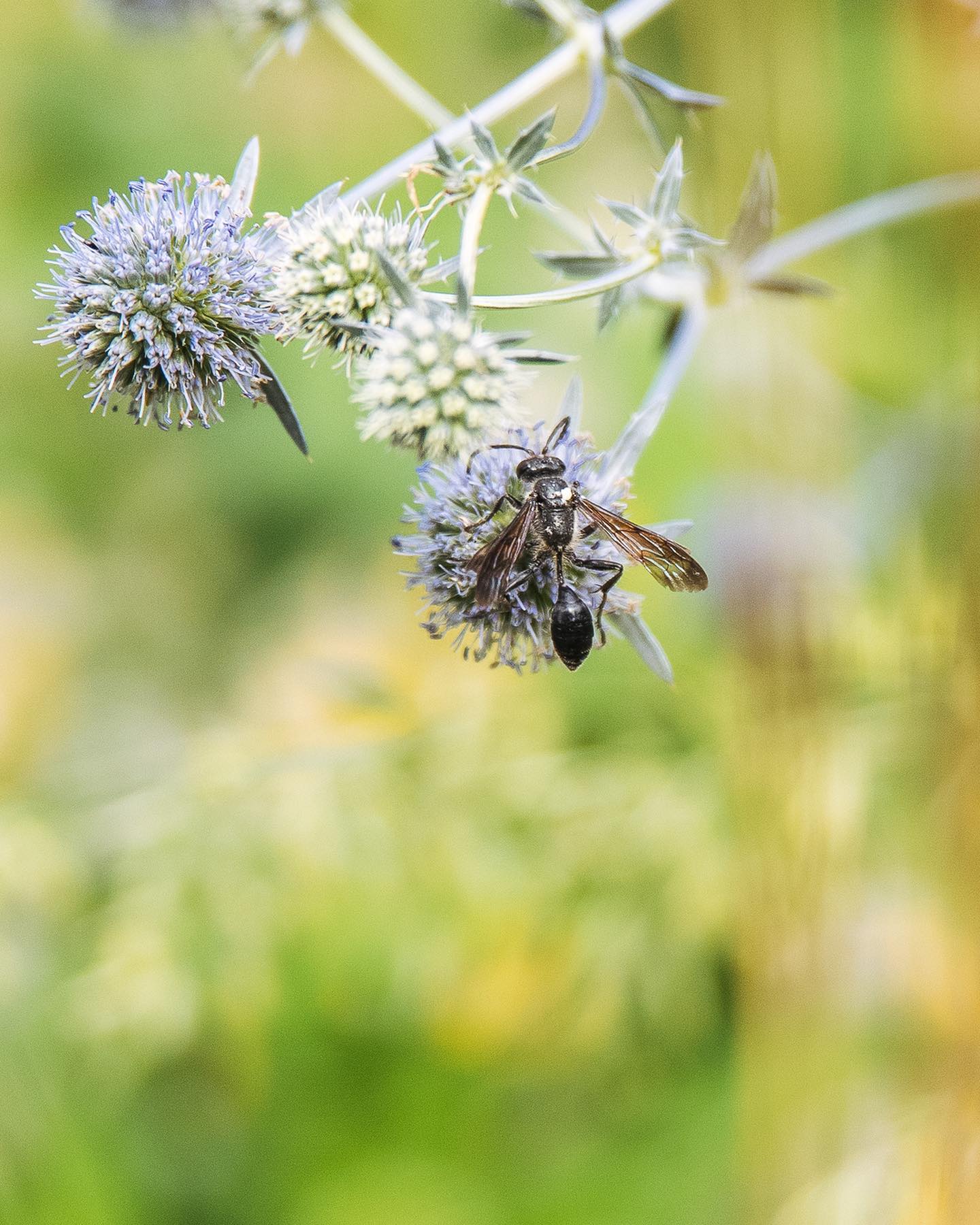 Der Flachblatt-Mannstreu wird zur Zeit eifrig von Stahlblauen Grillenjägern angeflogen. Es scheint viele davon bei uns im Garten zu geben. 
.
Letztens haben wir bei uns oben auf der Terrasse beobachtet, wie ein Exemplar versucht hat in meinem Velo zu nisten! 
.
Auf dem Flachblatt-Mannstreu müssen Sie sich aber in Acht nehmen. Die Krabbenspinnen sind nämlich von den Disteln weg und auf die Mannstreu umgezogen :). Die letzten beiden Bilder sind noch vor dem Umzug entstanden. Diesmal habe ich ein Exemplar gesehen, welches eine Biene gefangen hat und gleichzeitig ein Baby auf dem Rücken trägt! 
.
#nachbarschaftsgarten #urbangardening #garten #gemeinschaftsgarten #zürichcity #seebach #urbanesgärtnern #städtischergarten #nachhaltigegärten #naturgarten #stadtwildtiere #stadtfauna #stahlblauergrillenjäger #krabbenspinne