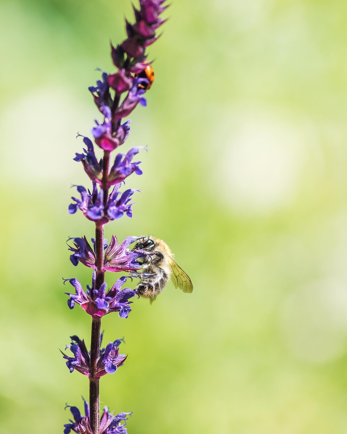 Insekten-Update: Der Steppensalbei ist bei Marienkäfer und Bienchen beliebt :) Ausserdem habe ich eine hübsche Libelle im Gras entdeckt. 
.
#nachbarschaftsgarten #urbangardening #garten #gemeinschaftsgarten #zürichcity #seebach #urbanesgärtnern #städtischergarten #nachhaltigegärten #insekten #wildbienen #libelle #marienkäfer #insectgarden