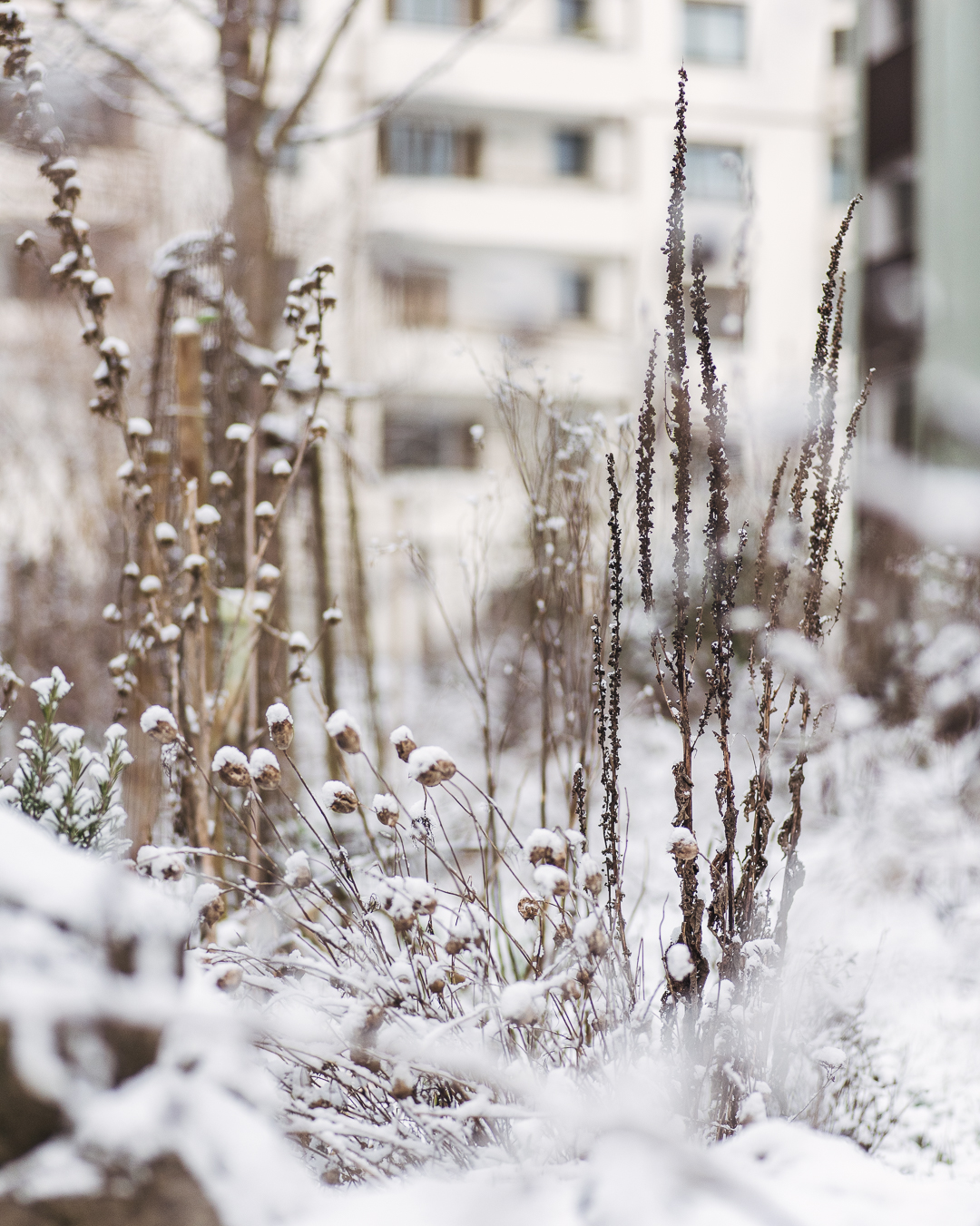 Frohes neues Jahr auch von Tantors Diversitätsgarten! 
Das Jahr begrüsst und kalt und mit dem ersten richtigen Schnee des Winters. Nächste Woche soll es sogar Dauerfrost geben. 
Wir freuen uns schon auf den ersten Gartentag im Januar, bei dem wir das Gartenjahr kreativ planen werden. Es ist einiges geplant für dieses Jahr, z.B. wird der Lebensturm neu und verbessert aufgebaut. Ausserdem bekommen einige der ersten Beete, die wir anlegten eine Auffrischung, bei der wir unsere anfänglichen Fehler verbessern wollen. Und ein grosses Projekt soll die Integration von Wasserelementen im Garten werden. Davon haben wir trotz Bach daneben, definitiv noch zu wenig.
.
#nachbarschaftsgarten #urbangardening #garten #gemeinschaftsgarten #zürichcity #seebach #urbanesgärtnern #städtischergarten #nachhaltigegärten #imgarten #inmeinemgarten #schnee #schneegarten #januargarten #snowgarden #winterimgarten