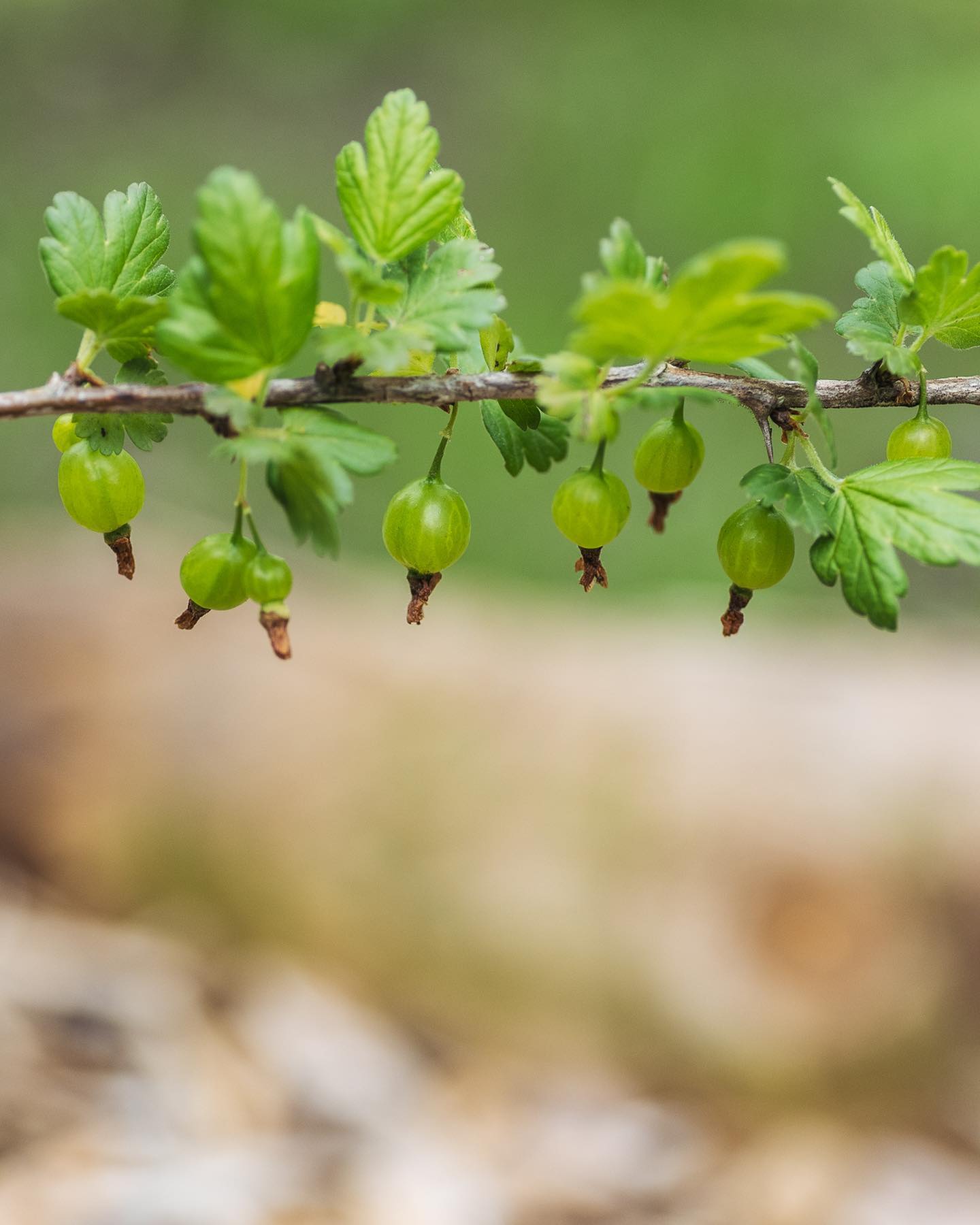 Zeit für ein Update im Beerengarten.
.
Wir freuen uns schon auf die ersten Beeren unseres Beerengartens :). Dafür, dass die Pflanzen doch noch recht klein sind, hat es schon einiges dran. Vor allem die Stachelbeeren sind gut bestückt. Aber auch schwarze Johannisbeeren und Jostabeeren wird es sicher ein paar geben. 
.
#nachbarschaftsgarten #urbangardening #garten #gemeinschaftsgarten #zürichcity #seebach #urbanesgärtnern #städtischergarten #nachhaltigegärten #beerengarten #beerenanbau #beerensträucher #berrygarden #berryplants #stachelbeeren