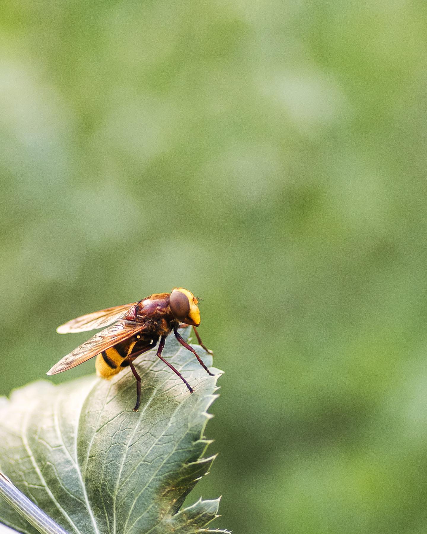 Die Hornissenschwebefliege konnten wir nun schon ein paar mal im Garten beobachten :). Ein wirklich ausgesprochen schönes und beeindruckendes Insekt! 
.
#nachbarschaftsgarten #urbangardening #garten #gemeinschaftsgarten #zürichcity #seebach #urbanesgärtnern #städtischergarten #nachhaltigegärten #naturgarten #stadtwildtiere #insektengarten #hornissenschwebfliege #stadtgarten