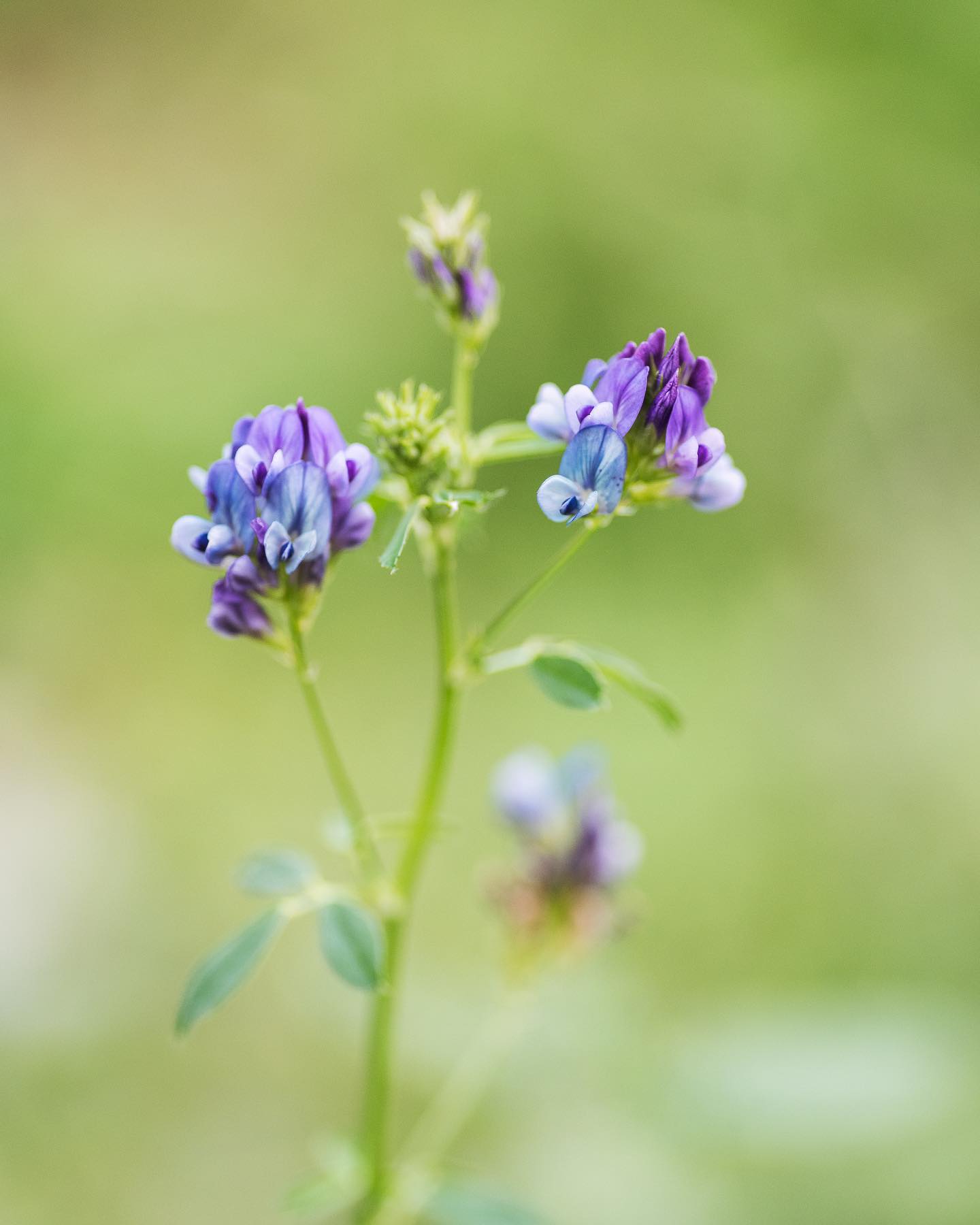 Und dann noch ein paar Spätsommer-Impressionen aus dem Garten :). 
.
Es blühen neu auch Lucerne und der Wermut. Der Rainfarn wird immer üppiger und auch ein paar Margeriten haben es zu uns geschafft. 
.
Bald gehts los mit Blumenzwiebeln setzen und neue Beete anlegen, wir freuen uns schon. 
.
#nachbarschaftsgarten #urbangardening #garten #gemeinschaftsgarten #zürichcity #seebach #urbanesgärtnern #städtischergarten #nachhaltigegärten #lucerne #septembergarden #naturgarten