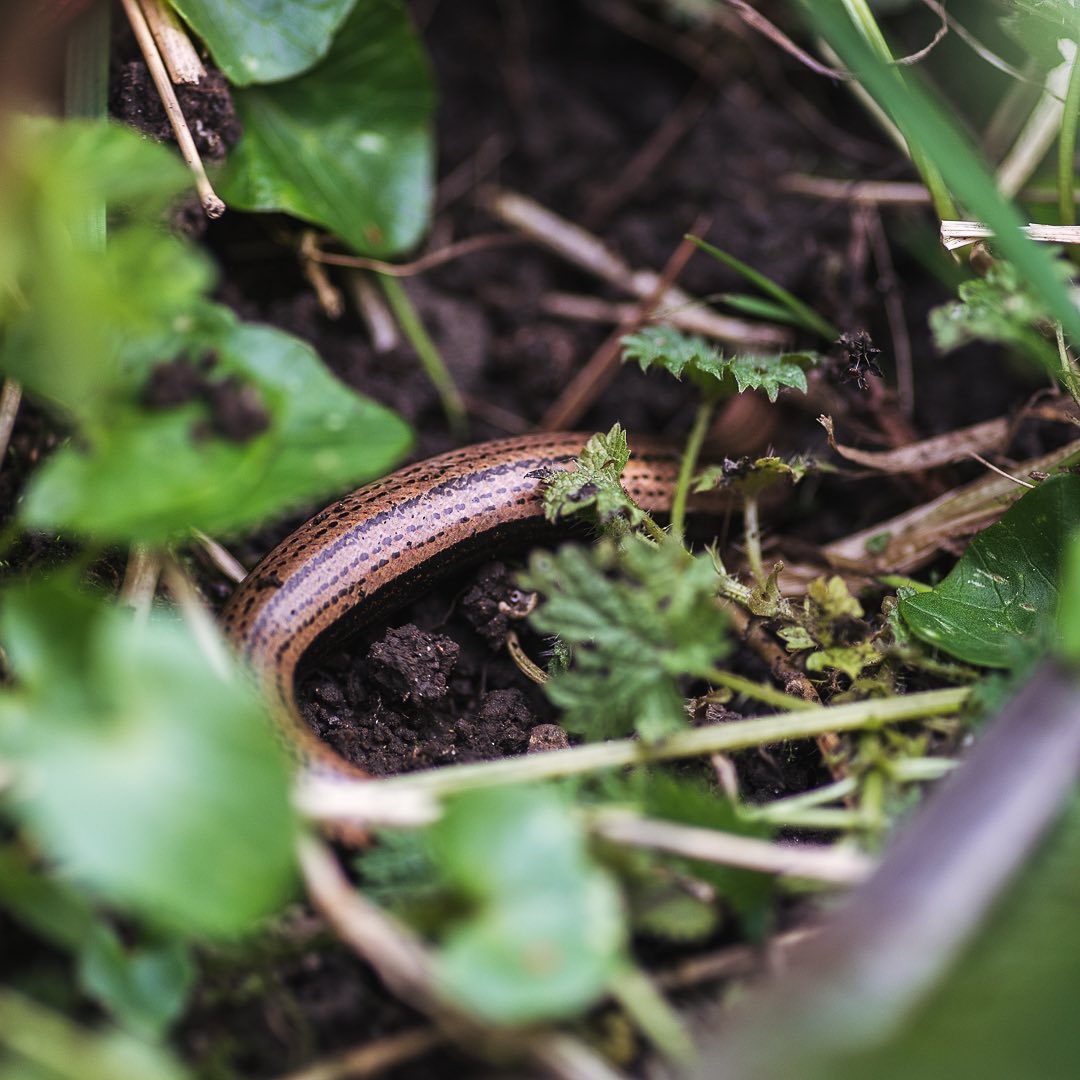 Gestern haben wir eine Blindschleiche im Garten entdeckt :)
.
#nachbarschaftsgarten #urbangardening #garten #gemeinschaftsgarten #zürichcity #seebach #urbanesgärtnern #städtischergarten #nachhaltigegärten #wildtiereschweiz #wildtiere #wildtiereimgarten #stadtwildtiere