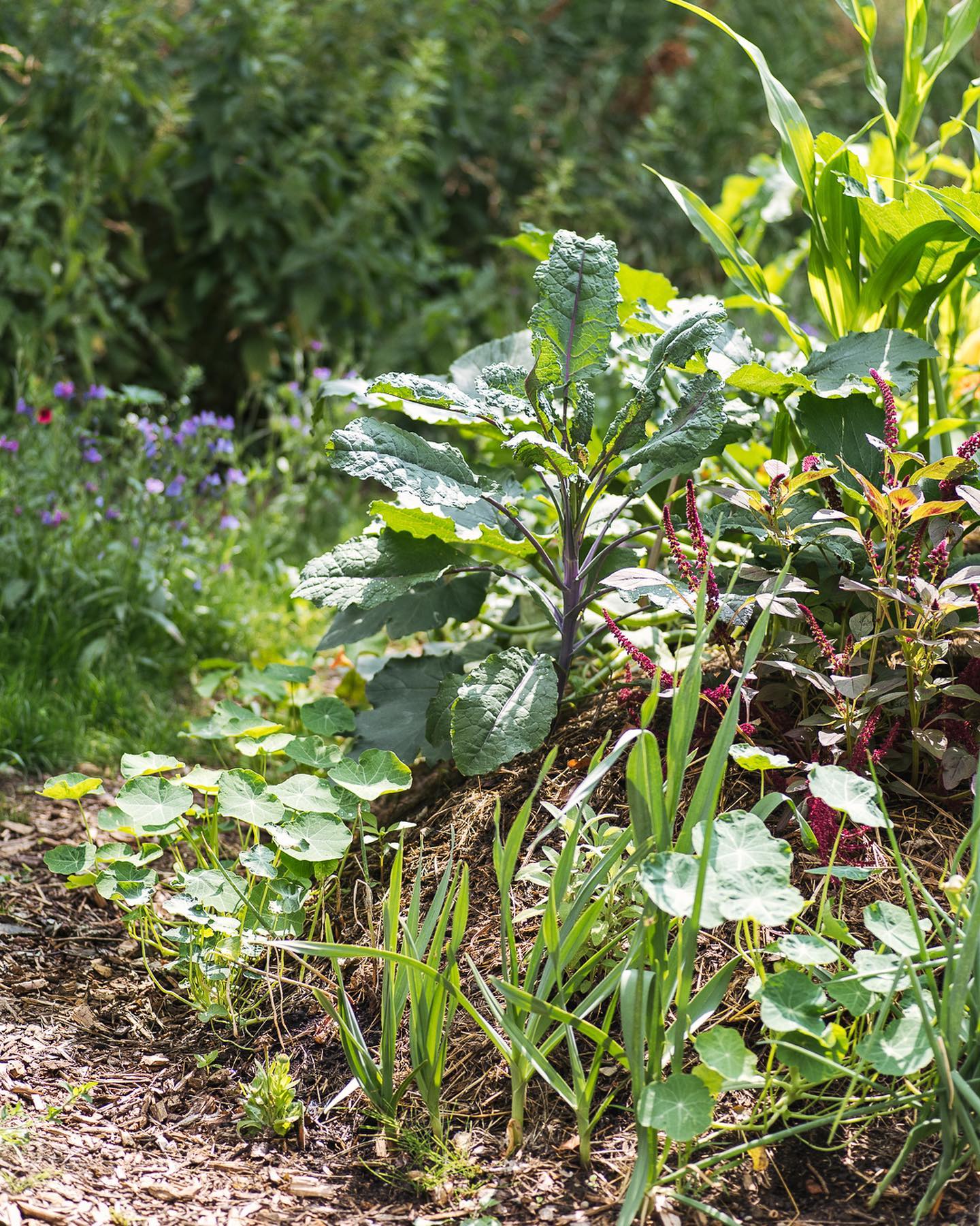 Das Hügelbeet explodiert :)
.
Die ersten Zucchetti Konten wir schon ernten. Die Planzen sind mittlerweile riesig geworden! Ausserdem wachsen nun auch langsam die ersten Tomaten :) Die Gurken haben auch schon Blühten, müssen aber noch wachsen. Bisher haben wir praktisch keine Probleme mit Schnecken! Wir hoffen, es bleibt so. 
.
#nachbarschaftsgarten #urbangardening #garten #gemeinschaftsgarten #zürichcity #seebach #urbanesgärtnern #städtischergarten #nachhaltigegärten #hügelbeet #gemüsegarten #mischkultur #hugelkultur #essbarergarten