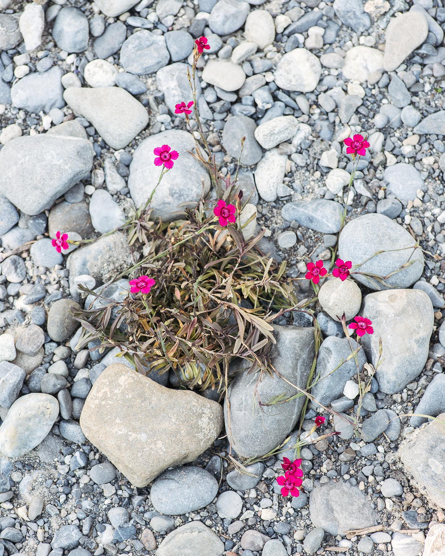Im Kies/Staudenbeet blüht nun wunderhübsch die Heidenelke :) und das Ochsenauge blüht auch voll. Die Flockenblume hat ebenfalls die erste Blühte auf und gleich schon summende Gäste gehabt. Ausserdem blüht jetzt zudem das Hohe Fingerkraut. Und dann habe ich auch noch eine Büschelblume (Phacelia) entdeckt. Und ganz zum Schluss noch das wunderschöne Herzzittergras.
.
#nachbarschaftsgarten #urbangardening #garten #gemeinschaftsgarten #zürichcity #seebach #urbanesgärtnern #städtischergarten #nachhaltigegärten #wildstauden #ruderalflächen #gravelgardening #kiesbeet #naturgarten